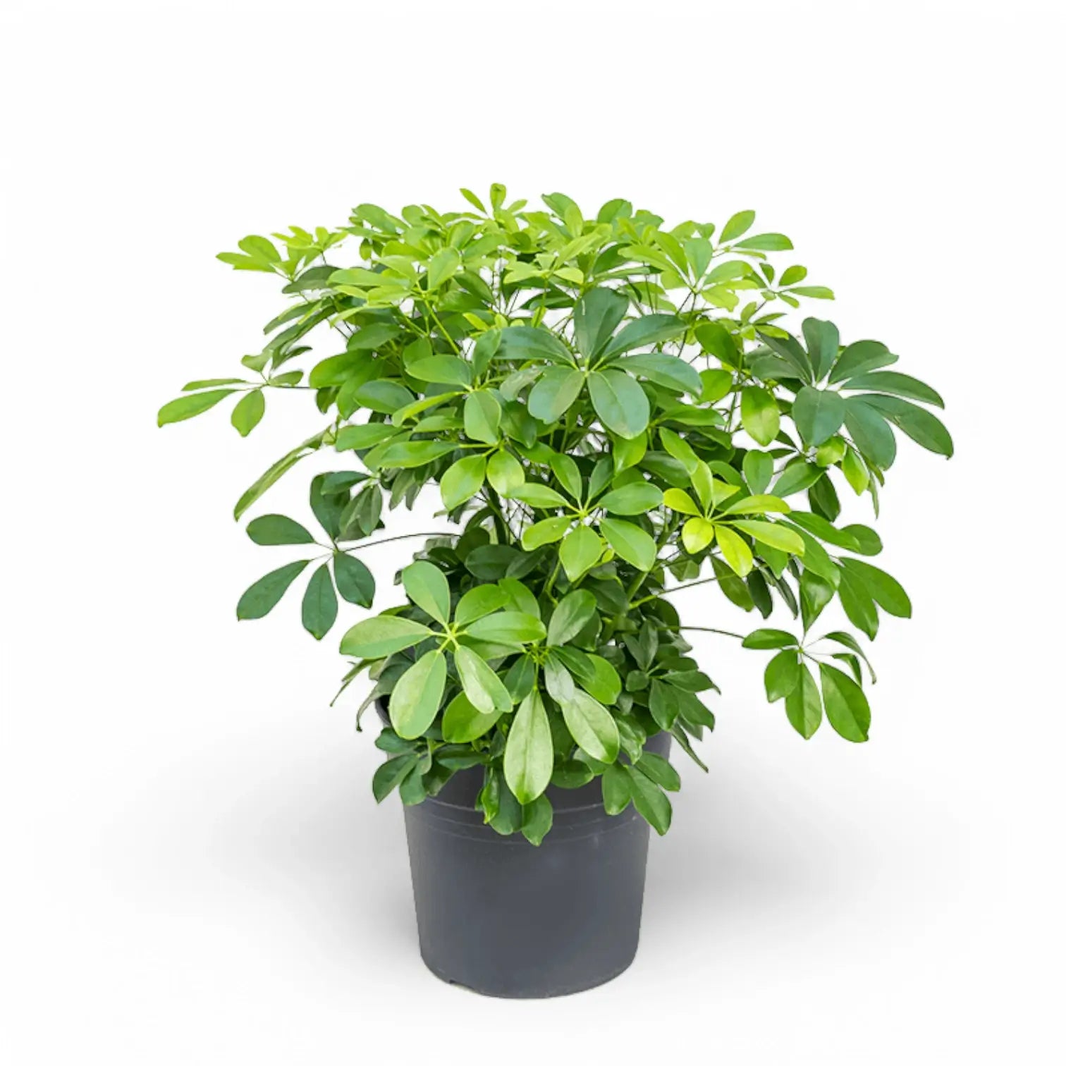Heptapleurum arboricola 'Compactum' potted houseplant in nursery pot on white background, product photo 3.