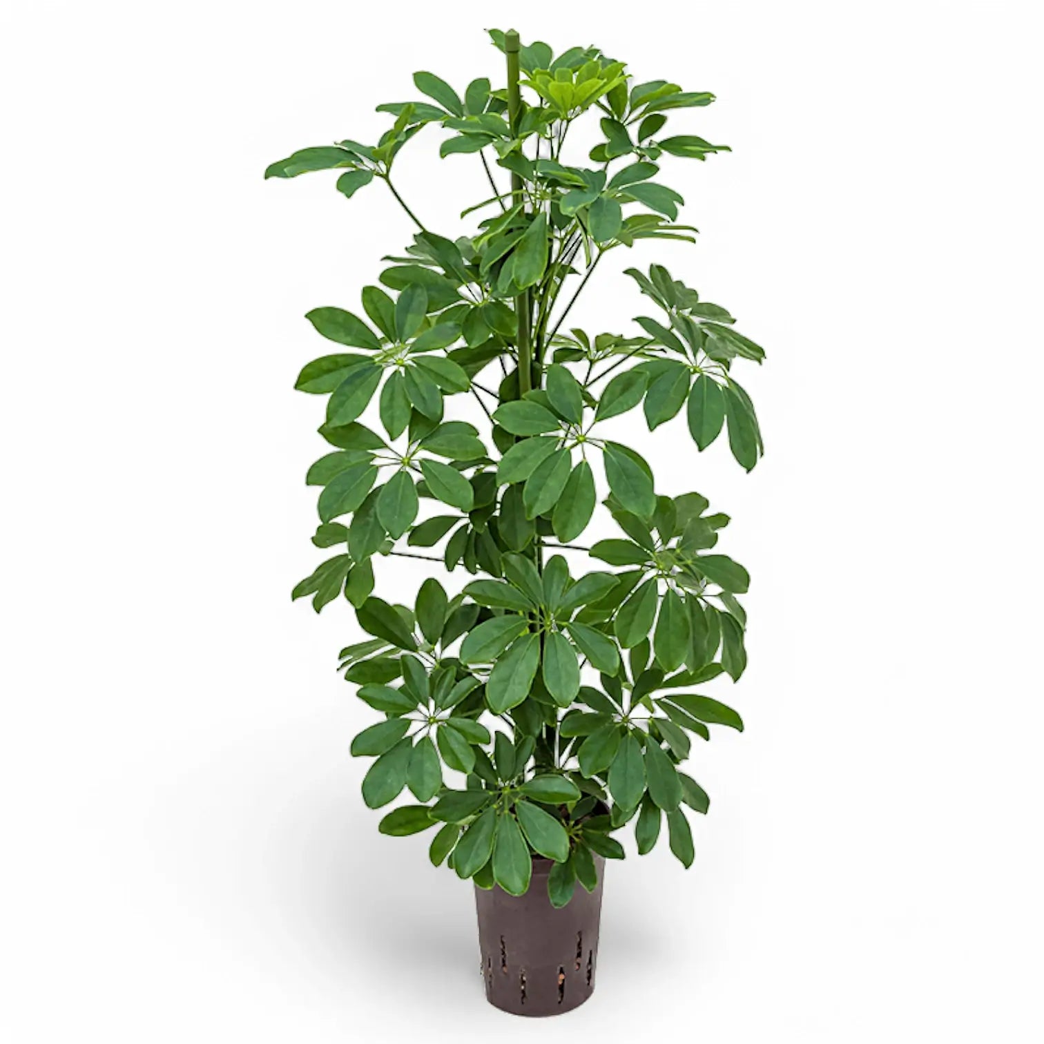 Heptapleurum arboricola 'Compactum' potted houseplant in nursery pot on white background, product photo 4.