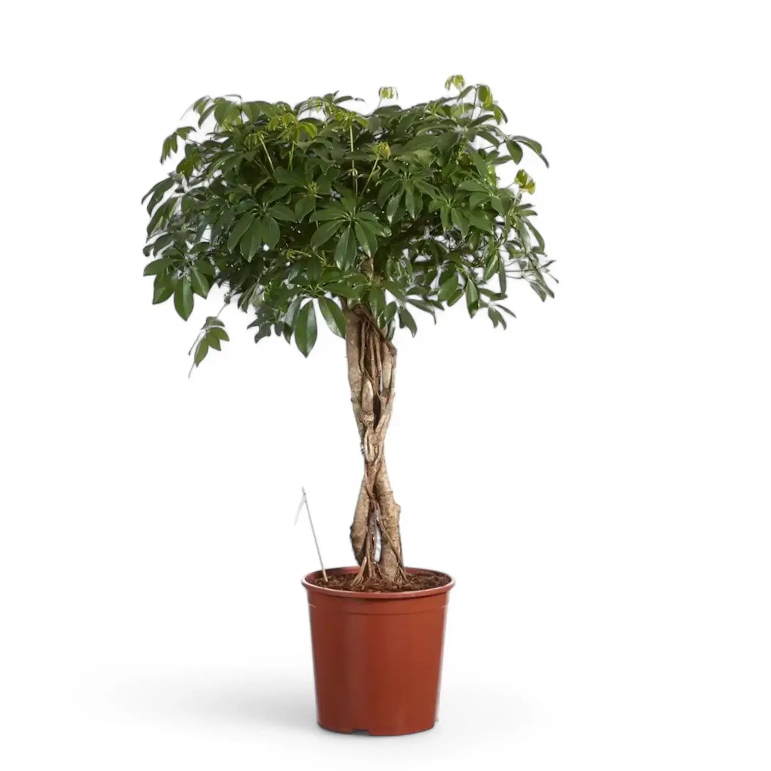 Heptapleurum arboricola 'Compactum' potted houseplant in nursery pot on white background, product photo 7.