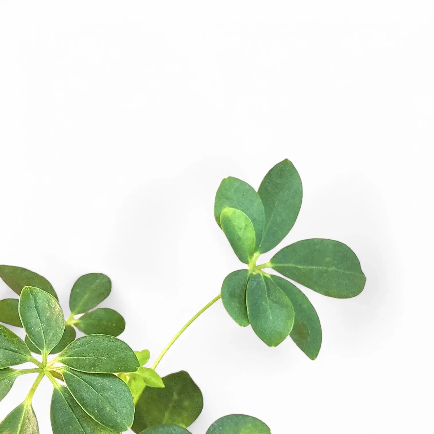 Heptapleurum arboricola 'Luseana' leaf close-up on white background.