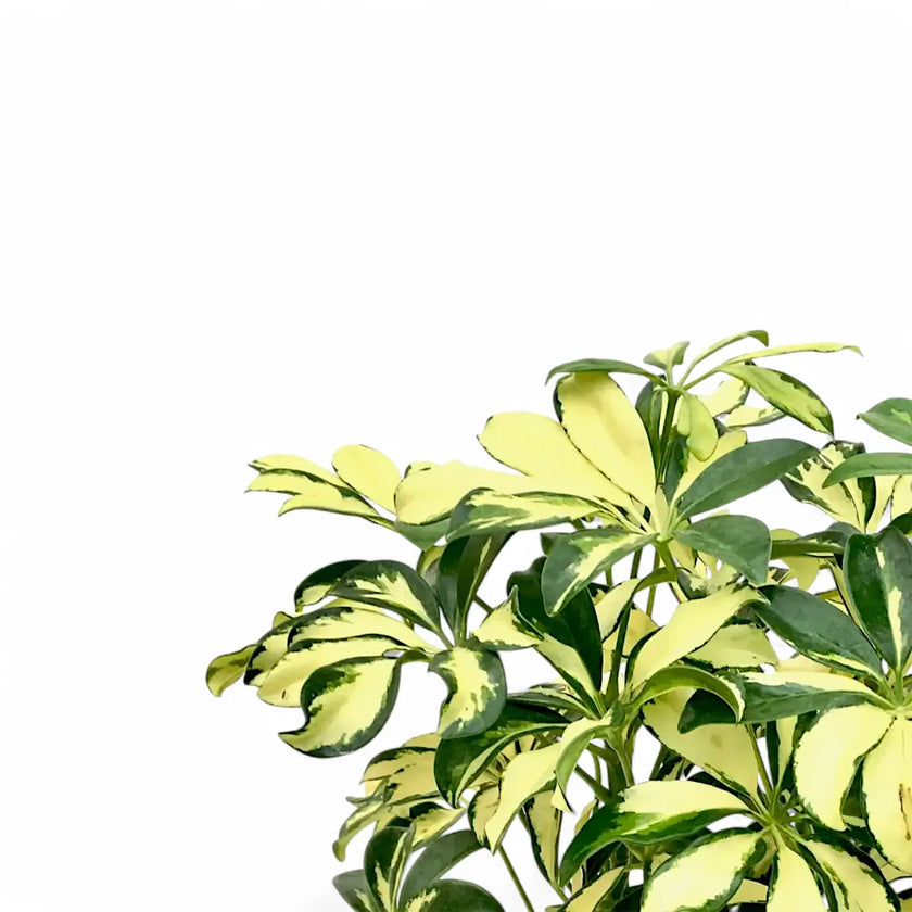 Heptapleurum arboricola 'Trinette' – Blattdetail vor weißem Hintergrund..