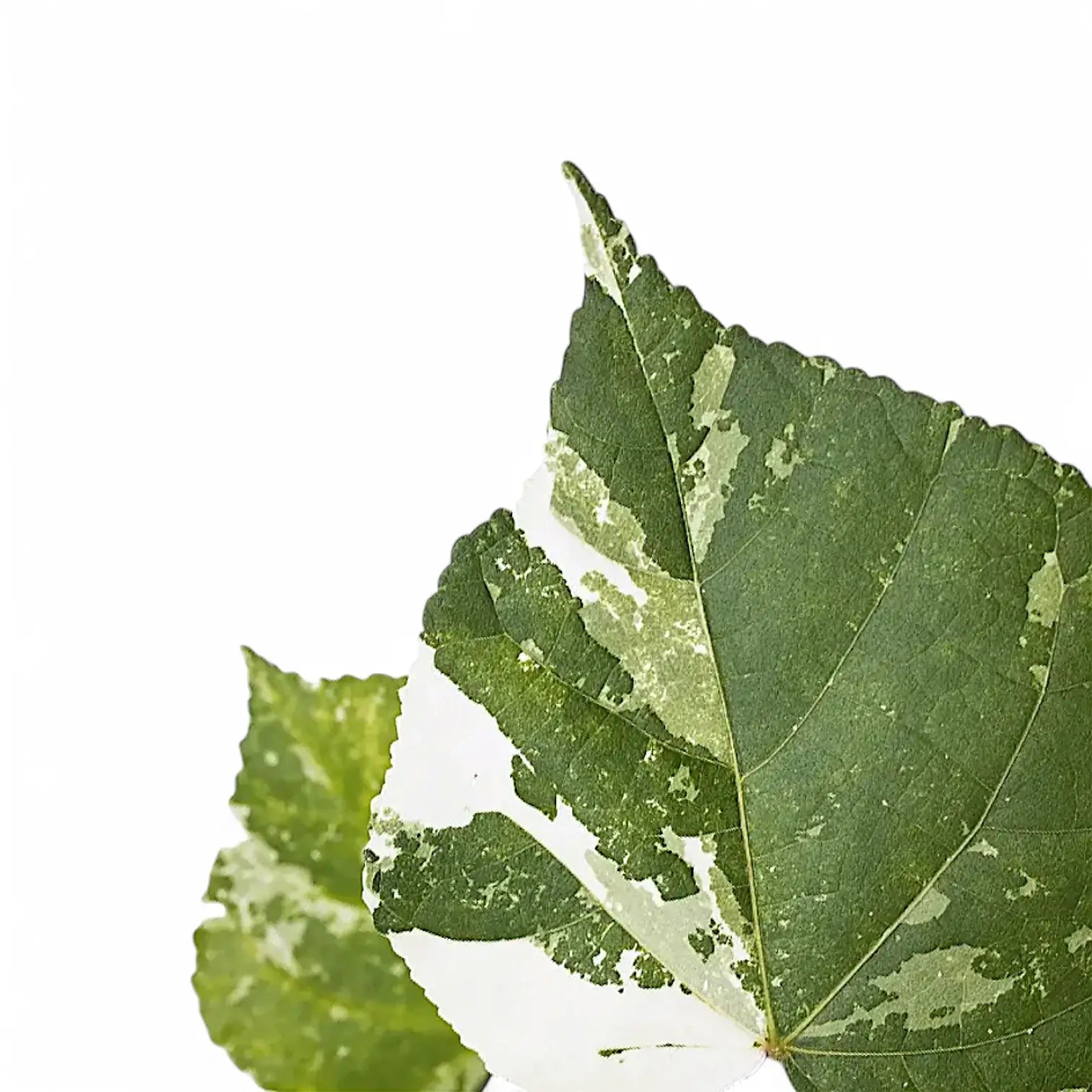 Hibiscus tiliaceus variegata leaf close-up on white background.