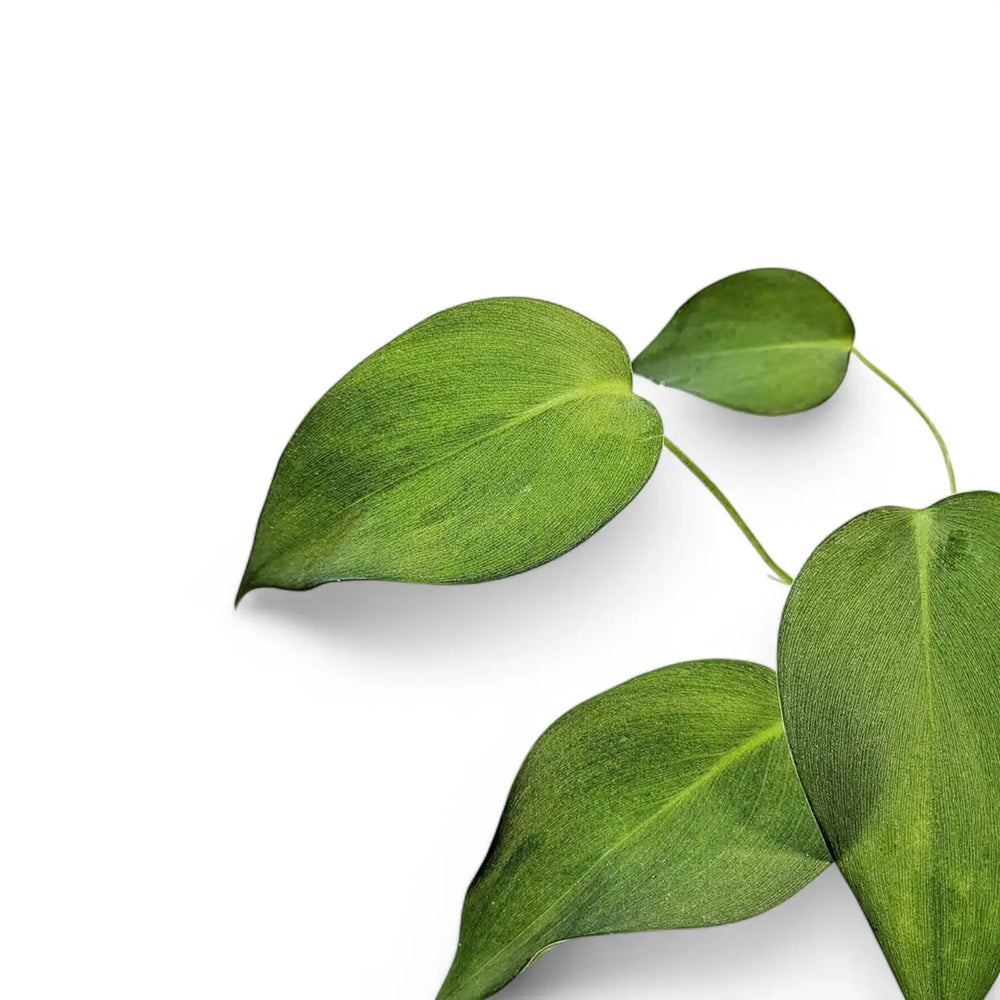 Homalomena havilandii leaf close-up on white background.