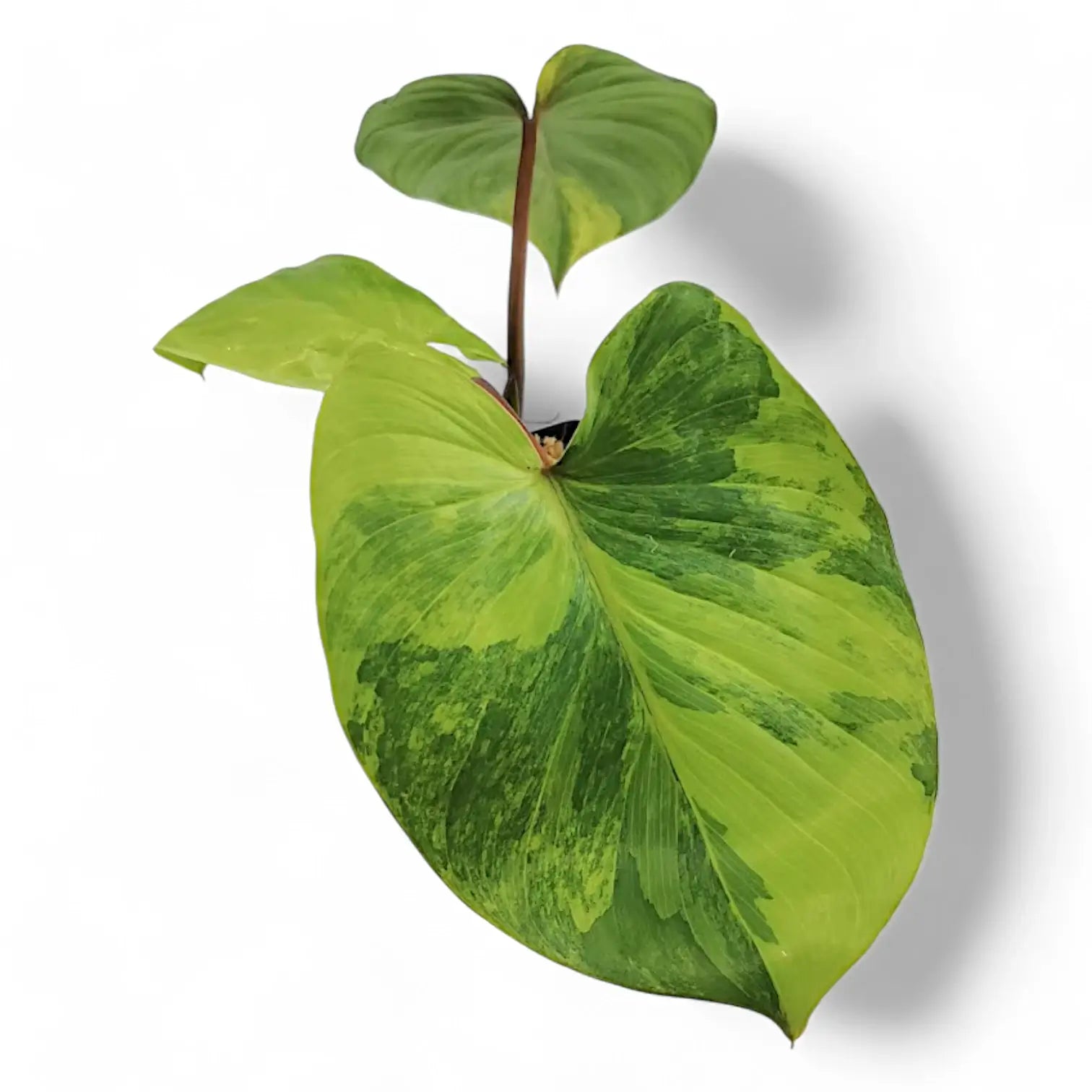 Homalomena rubescens 'Aurea Variegata' potted houseplant in nursery pot on white background, product photo 2.