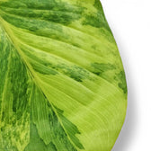 Homalomena rubescens 'Aurea Variegata' potted houseplant in nursery pot on white background, product photo 4.