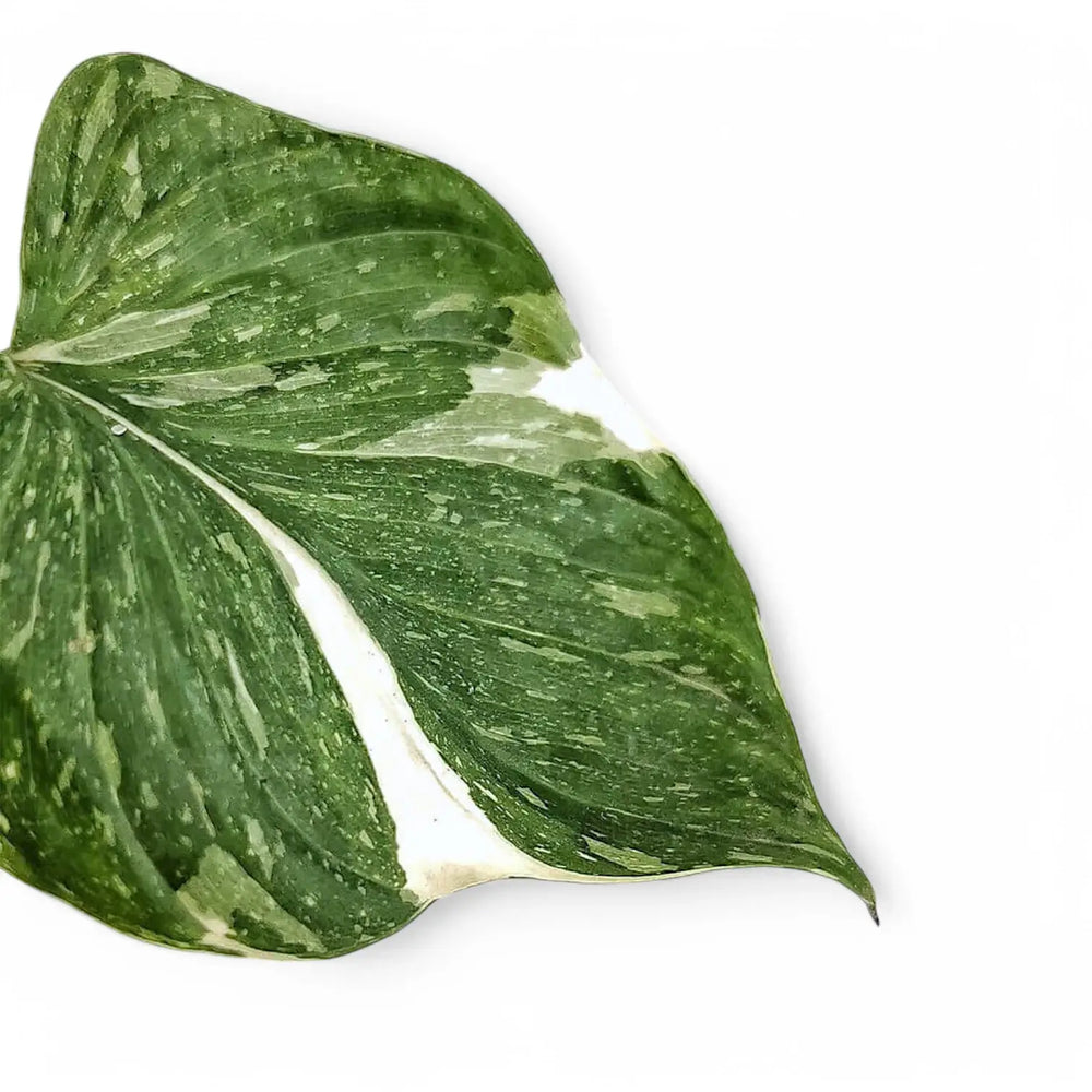 Homalomena rubescens 'Stardust' leaf close-up on white background.