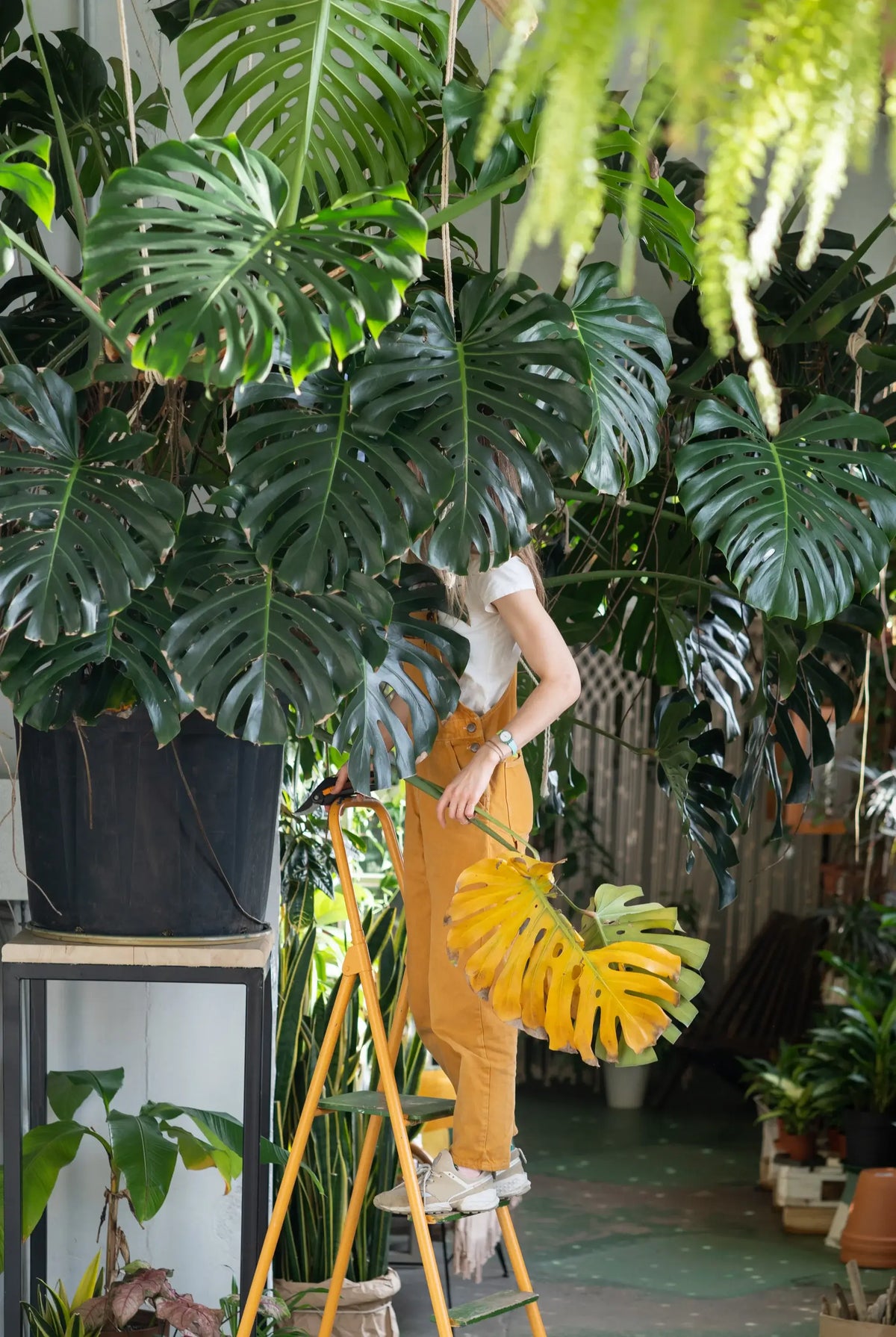 Hands holding an Alocasia leaf