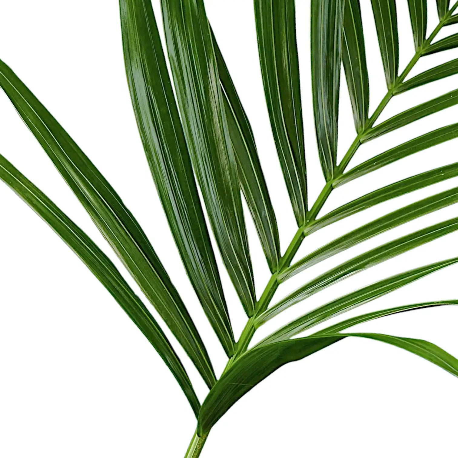 Howea forsteriana – Blattdetail vor weißem Hintergrund..