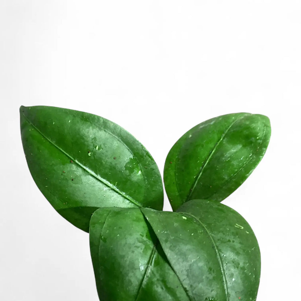 Hoya CNS 005 leaf close-up on white background.