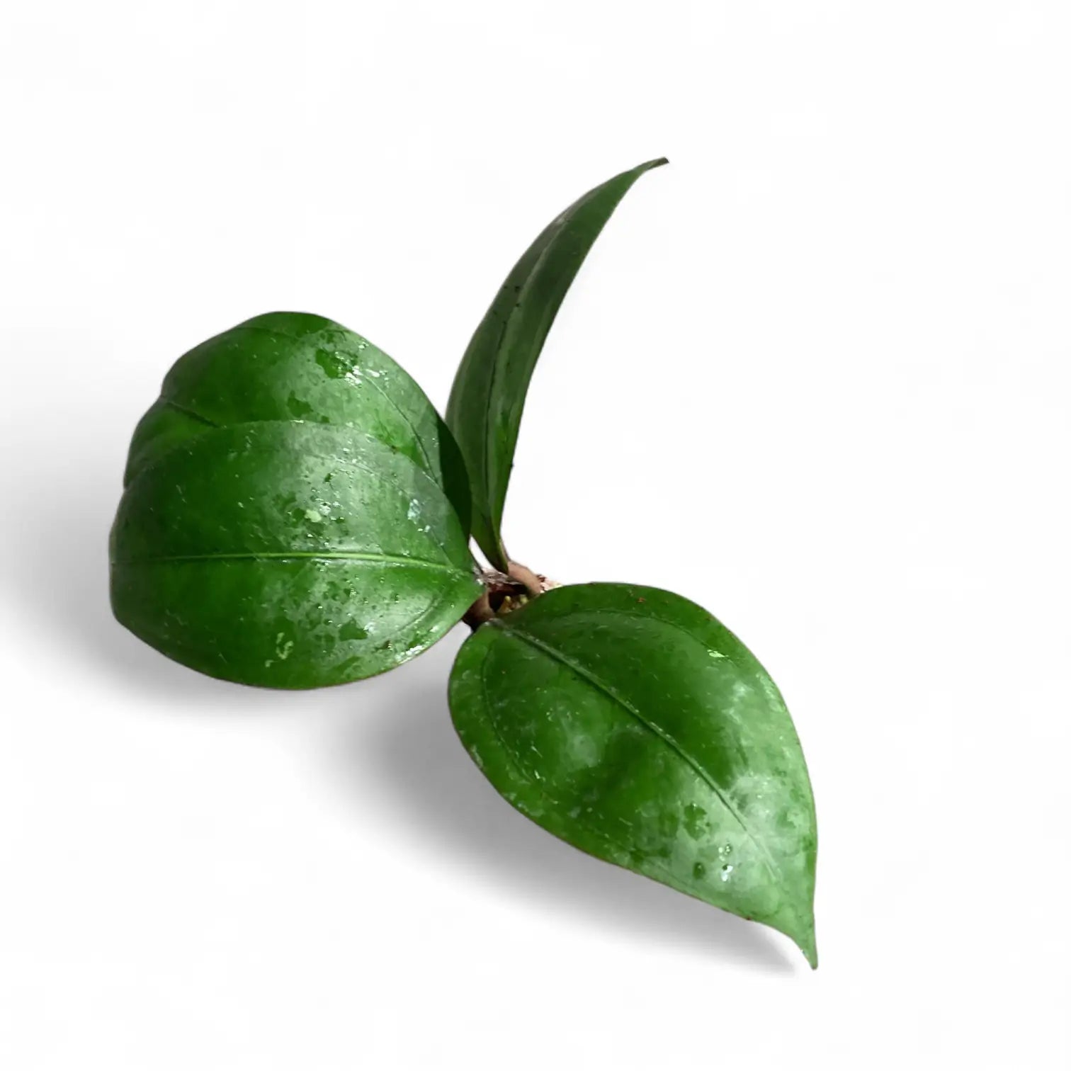 Hoya CNS 005 potted houseplant in nursery pot on white background, product photo 2.