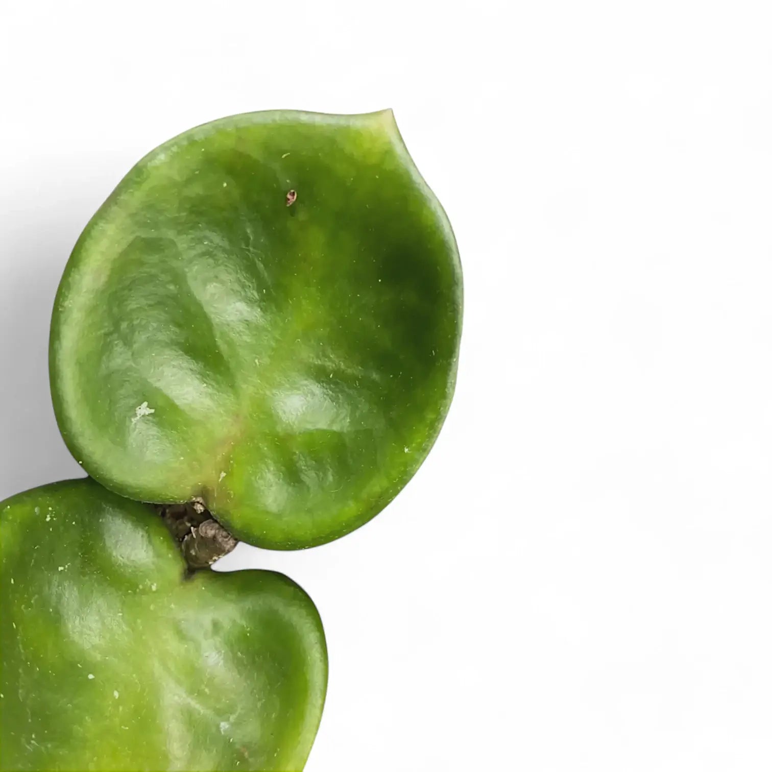 Hoya 'Chelsea' ('Round Leaf Krinkle 8') – Blattdetail vor weißem Hintergrund..