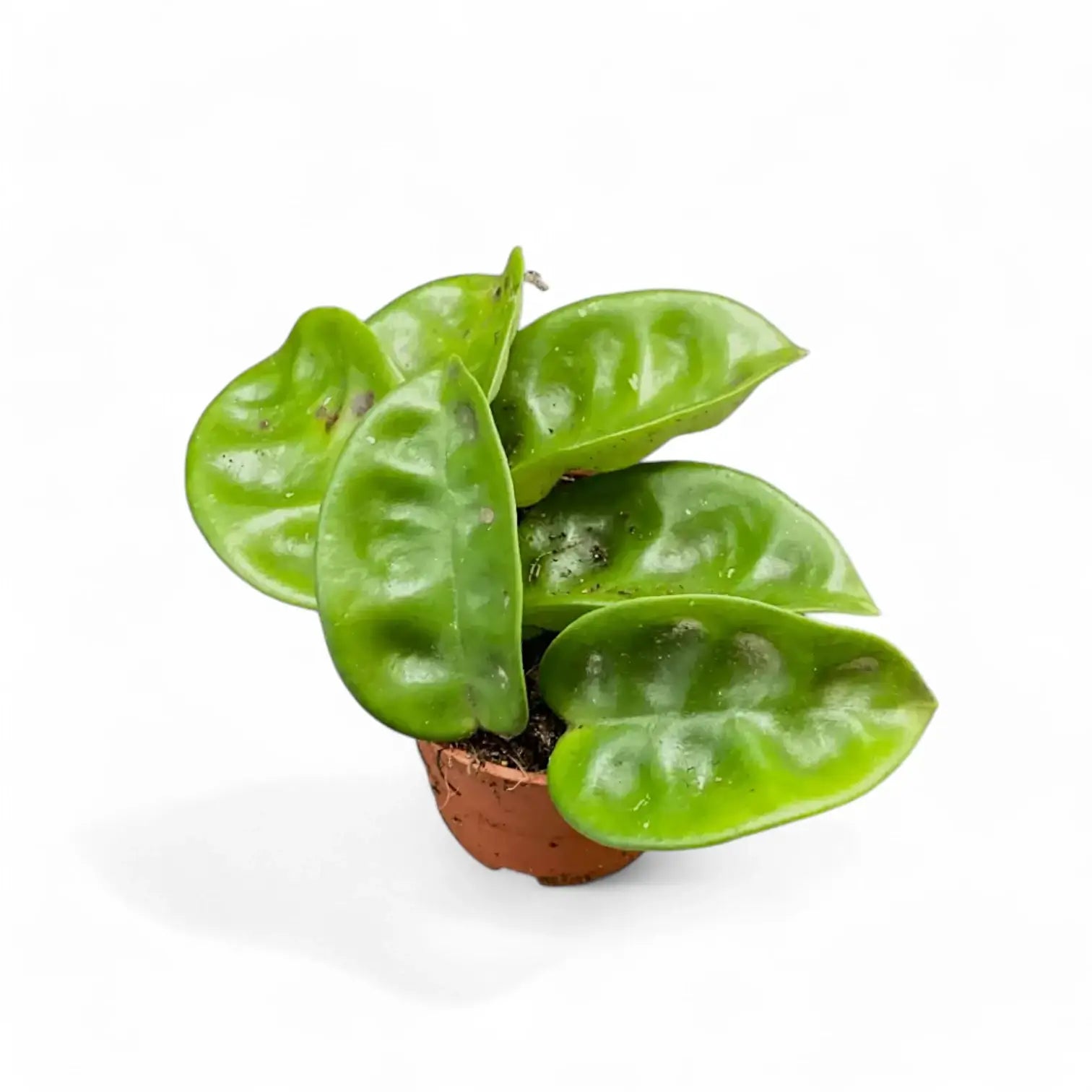 Hoya 'Krinkle 8' potted houseplant in nursery pot on white background, product photo 3.