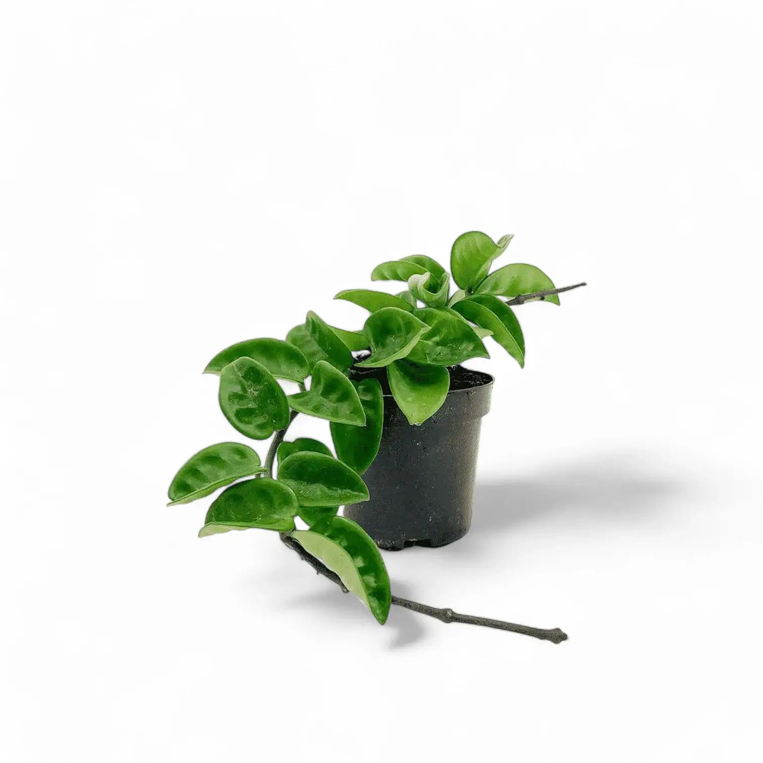 Hoya 'Krinkle 8' potted houseplant in nursery pot on white background, product photo 5.