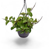 Hoya 'Krinkle 8' potted houseplant in nursery pot on white background, product photo 6.