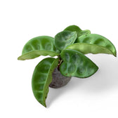 Hoya 'Krinkle 8' potted houseplant in nursery pot on white background, product photo 7.