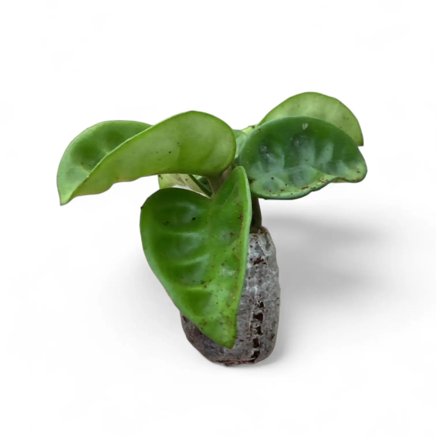 Hoya 'Krinkle 8' potted houseplant in nursery pot on white background, product photo 8.