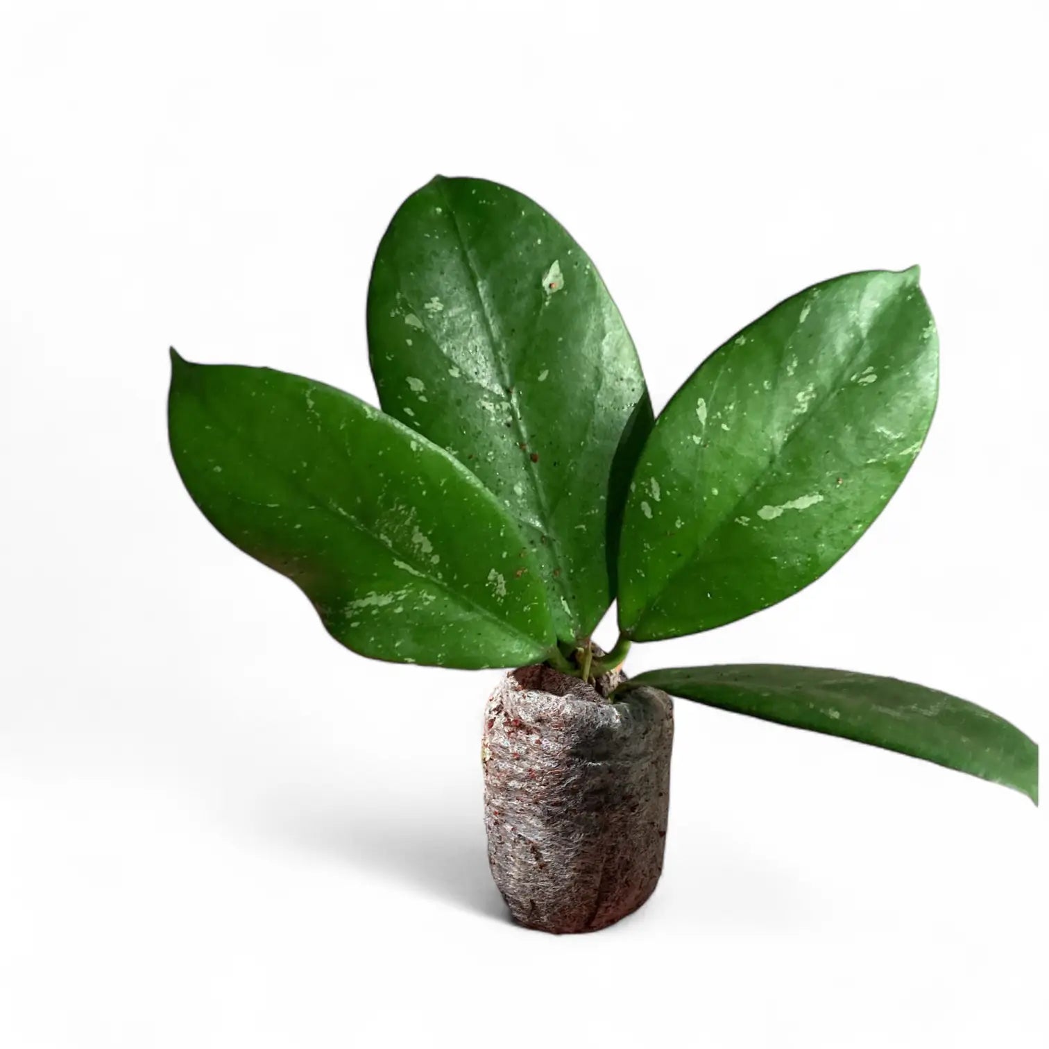 Hoya ‘Lai Chau’ potted houseplant in nursery pot on white background, product photo 2.