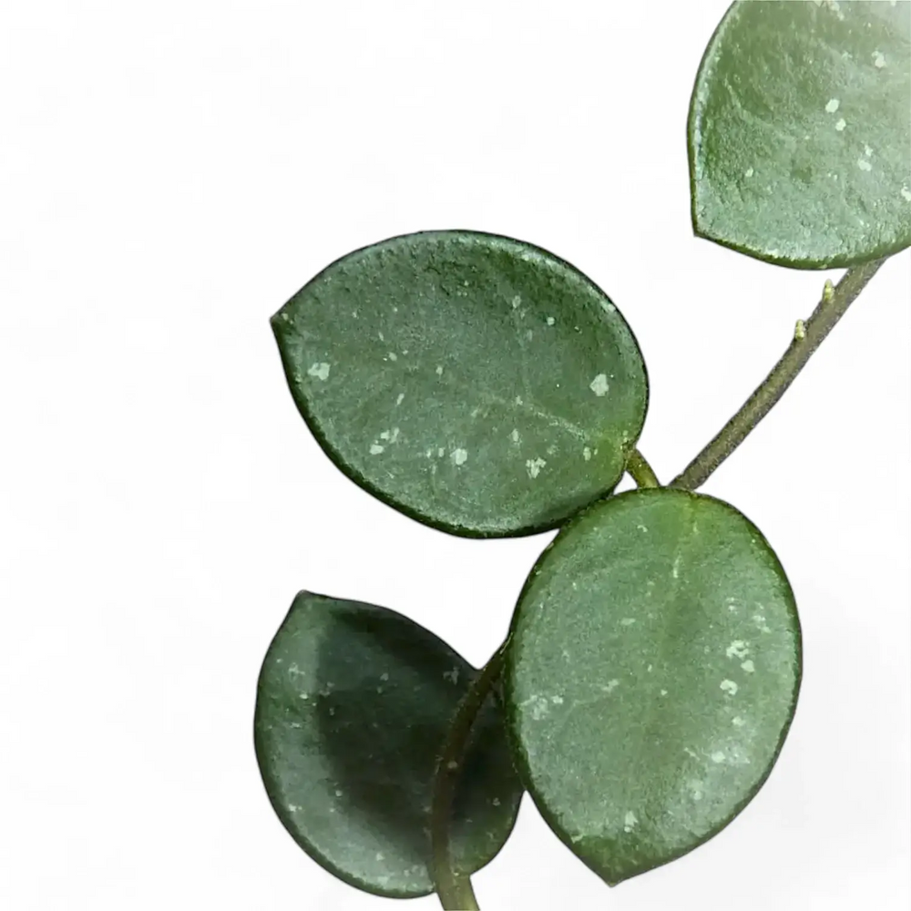 Hoya ‘Mathilde’ – Blattdetail vor weißem Hintergrund..