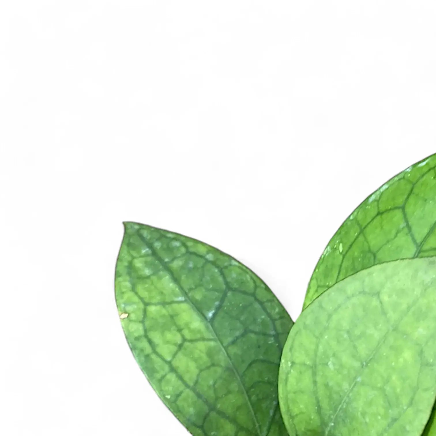 Hoya 'Puom Siam Ruby' (PMP 176) – Blattdetail vor weißem Hintergrund..