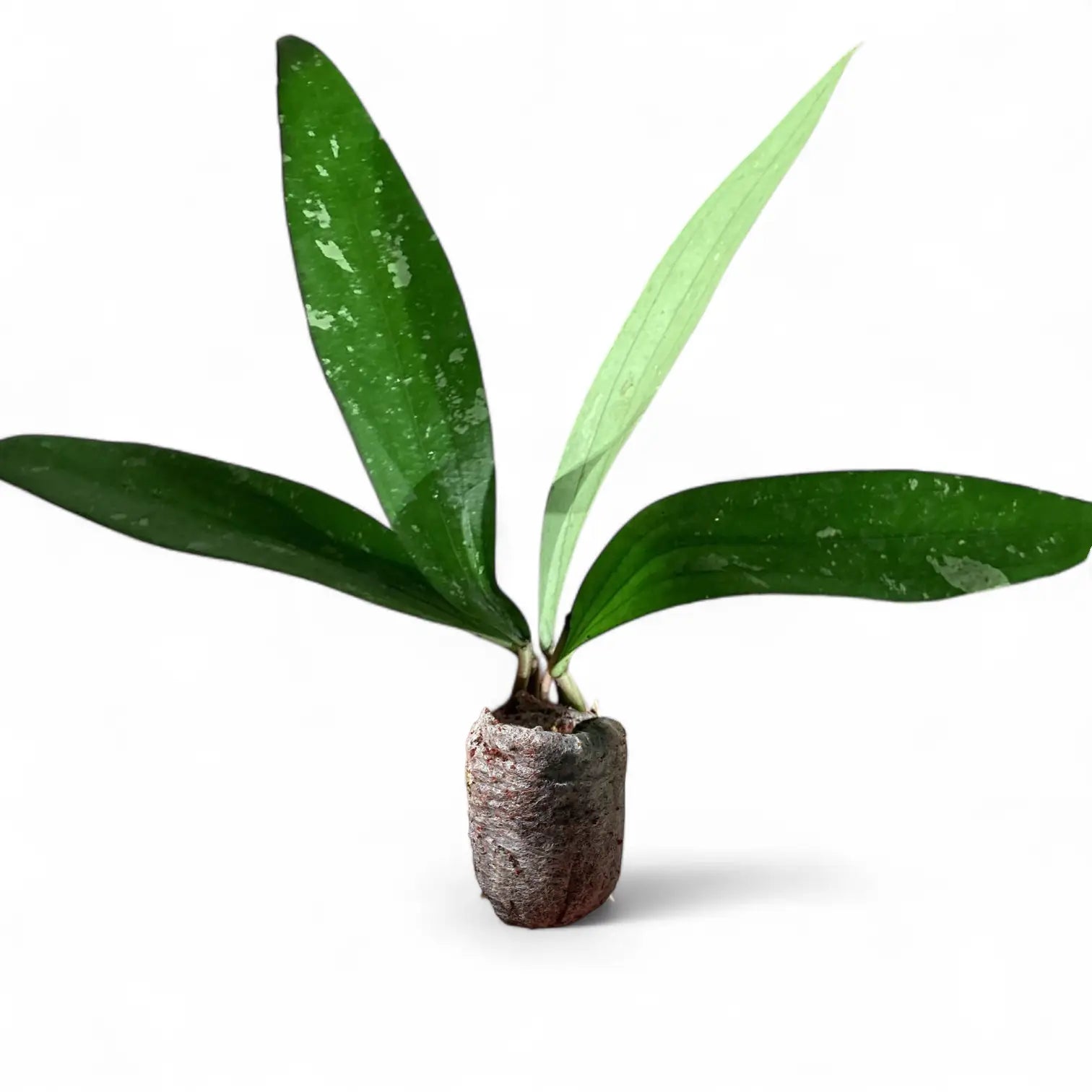 Hoya ‘Rindu Rafflesia’ potted houseplant in nursery pot on white background, product photo 2.