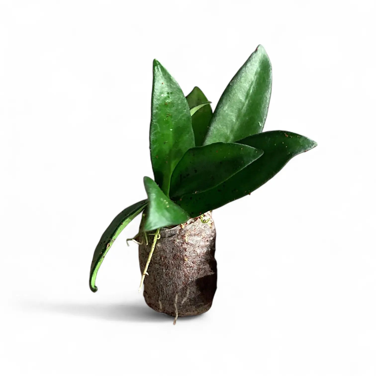 Hoya 'Rosita' potted houseplant in nursery pot on white background, product photo 2.