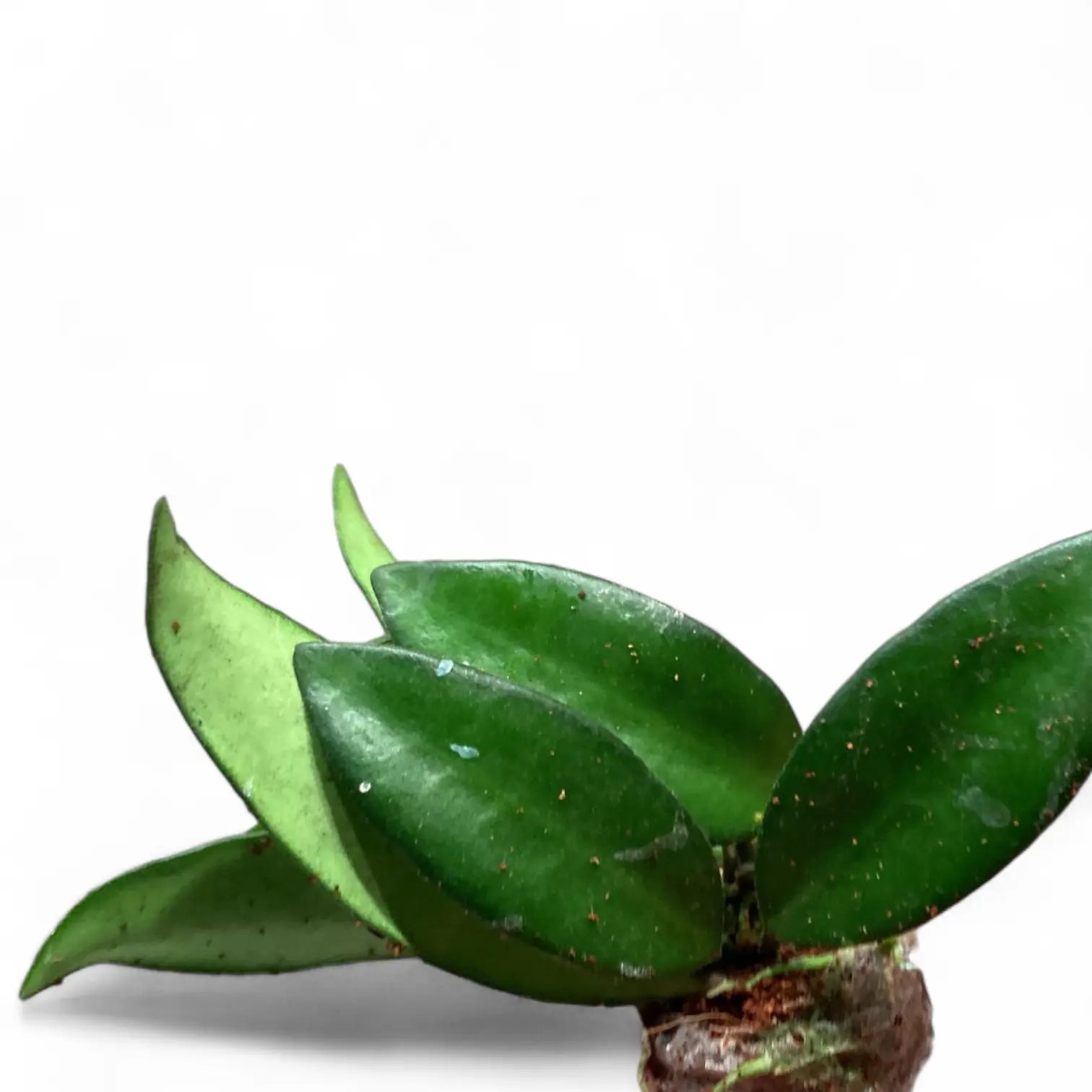 Hoya 'Rosita' potted houseplant in nursery pot on white background, product photo 3.