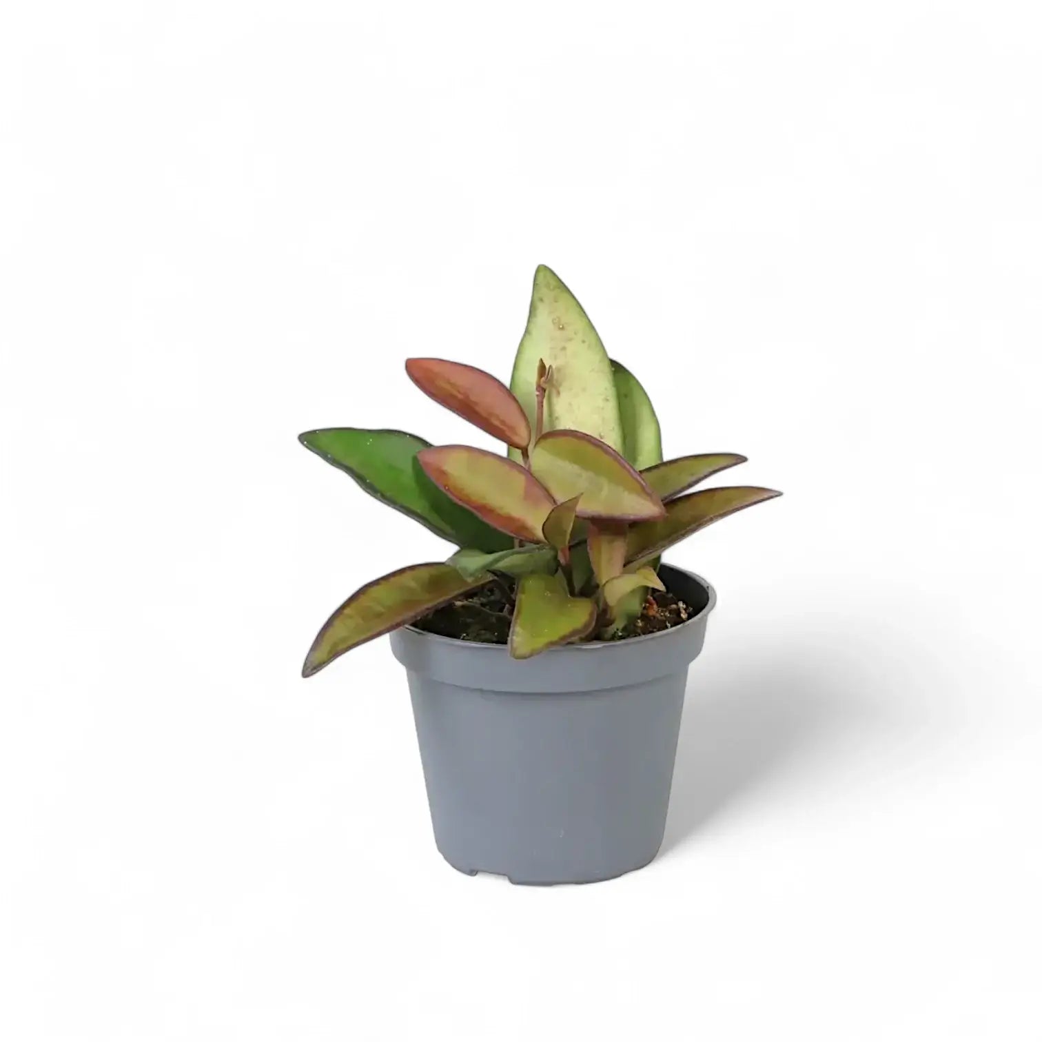 Hoya 'Rosita' potted houseplant in nursery pot on white background, product photo 6.