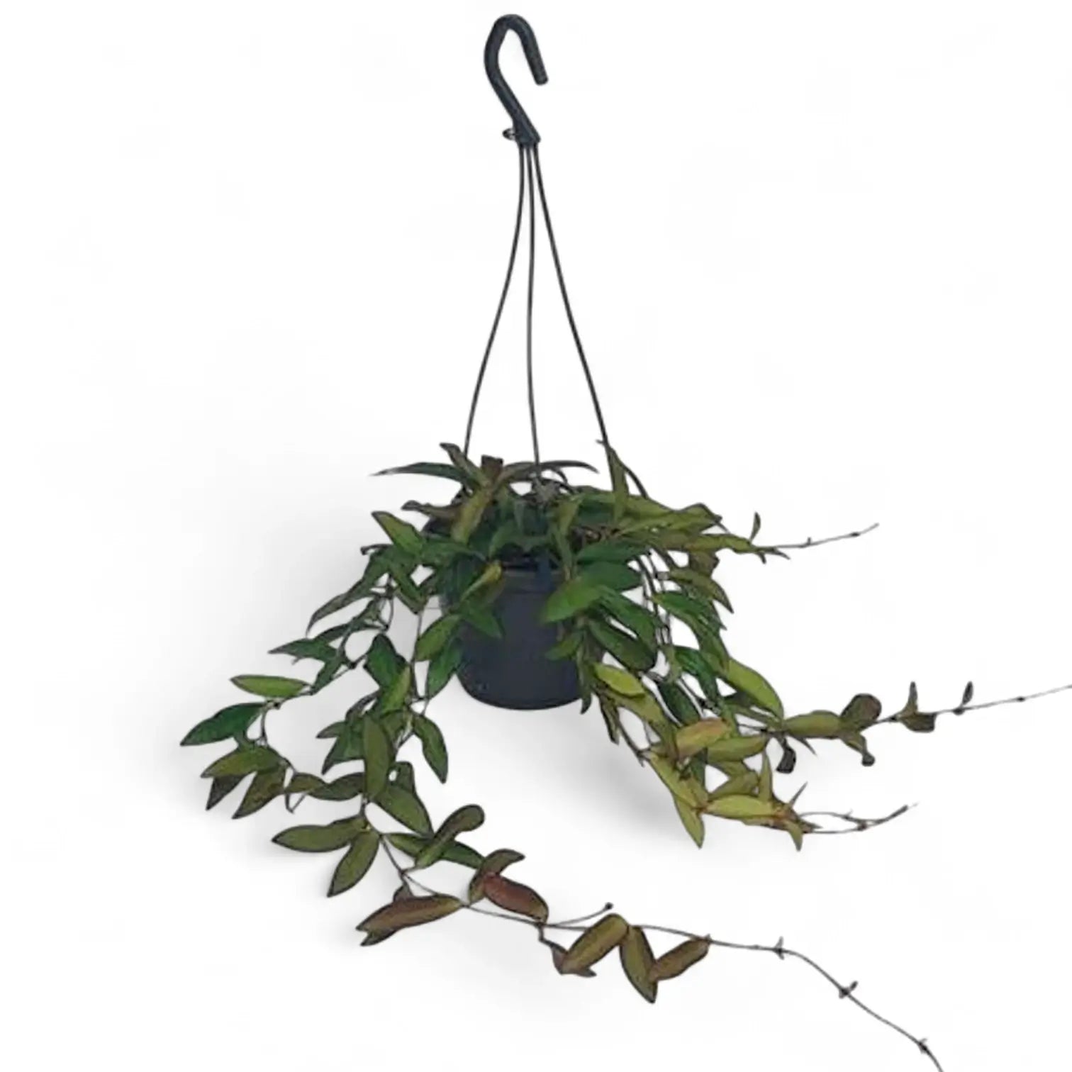 Hoya 'Rosita' potted houseplant in nursery pot on white background, product photo 8.