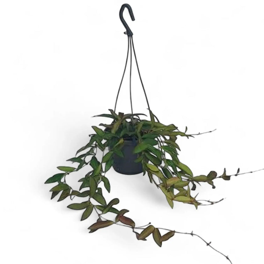 Hoya 'Rosita' Zimmerpflanze im Anzuchttopf vor weißem Hintergrund, Produktfoto 8.