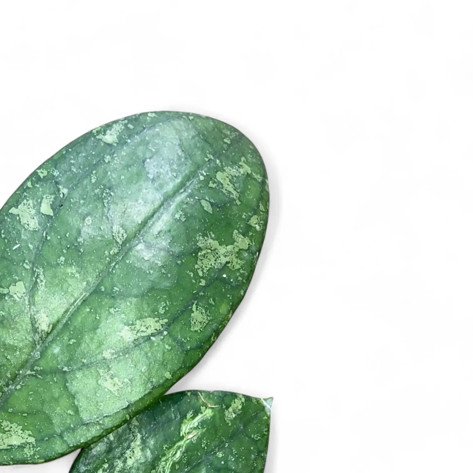 Hoya aff. vitellina – Blattdetail vor weißem Hintergrund..