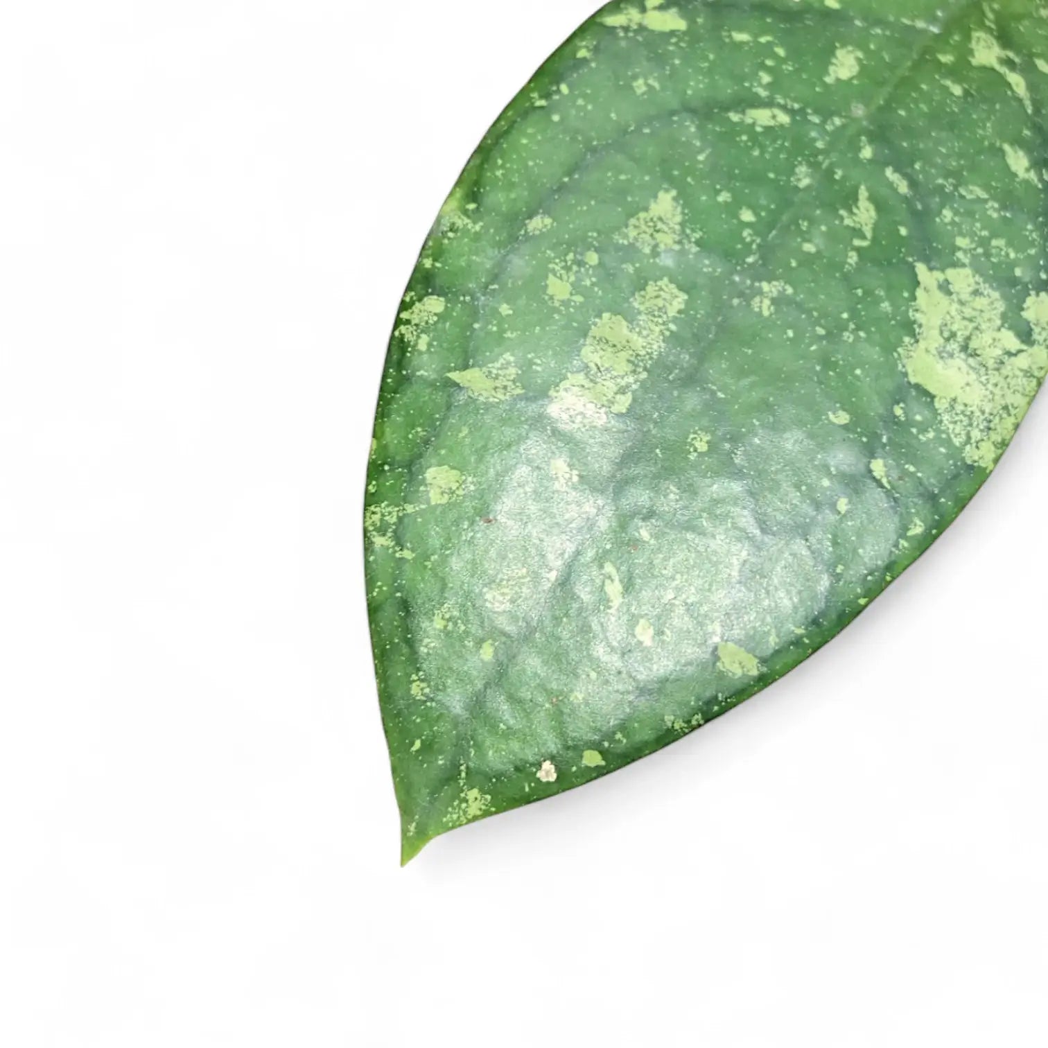 Hoya aff. vitellina Zimmerpflanze im Anzuchttopf vor weißem Hintergrund, Produktfoto 3.