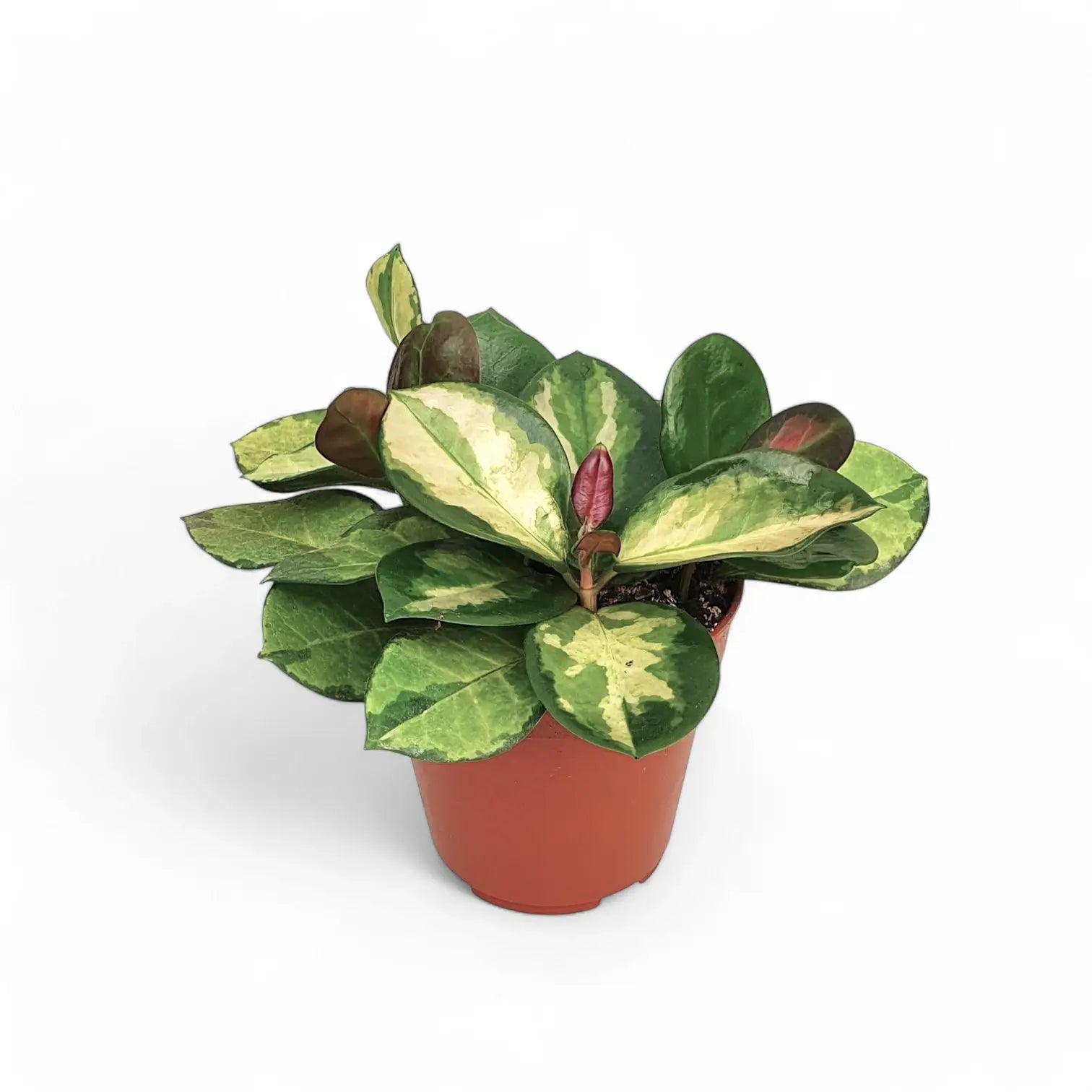 Hoya australis 'Lisa' Zimmerpflanze im Anzuchttopf vor weißem Hintergrund, Produktfoto 4.