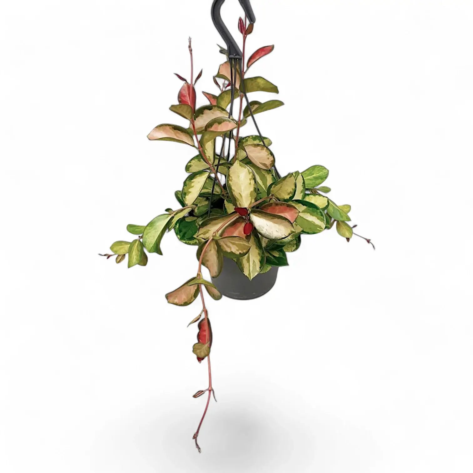 Hoya australis 'Lisa' Zimmerpflanze im Anzuchttopf vor weißem Hintergrund, Produktfoto 5.