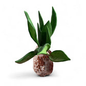 Hoya bilobata potted houseplant in nursery pot on white background, product photo 3.