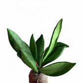 Hoya bilobata potted houseplant in nursery pot on white background, product photo 4.