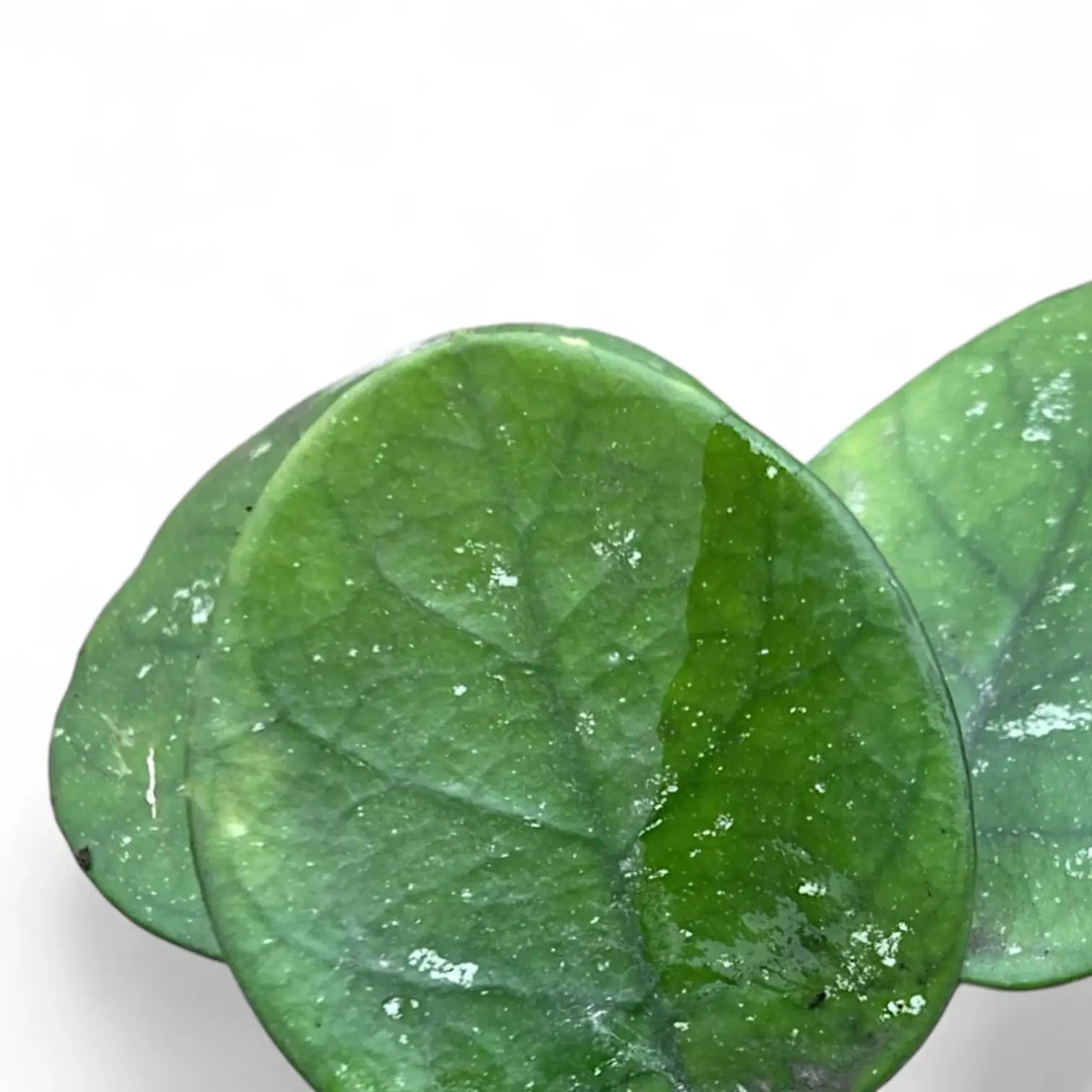 Hoya bonii – Blattdetail vor weißem Hintergrund..