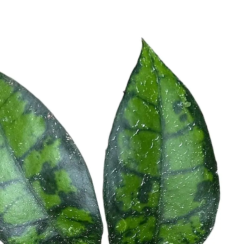 Hoya callistophylla 'Black cat' (IML 3576) – Blattdetail vor weißem Hintergrund..