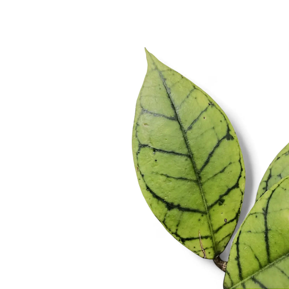 Hoya callistophylla KAL 16 – Blattdetail vor weißem Hintergrund..