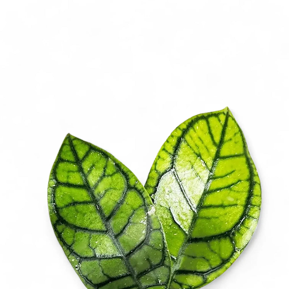 Hoya callistophylla 'Vena' (aka sp. Sekadau Borneo) – Blattdetail vor weißem Hintergrund..