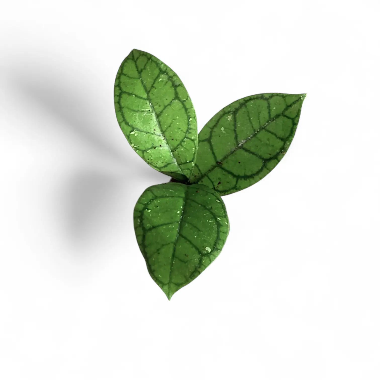 Hoya callistophylla 'Vena' (aka sp. Sekadau Borneo) Zimmerpflanze im Anzuchttopf vor weißem Hintergrund, Produktfoto 3.