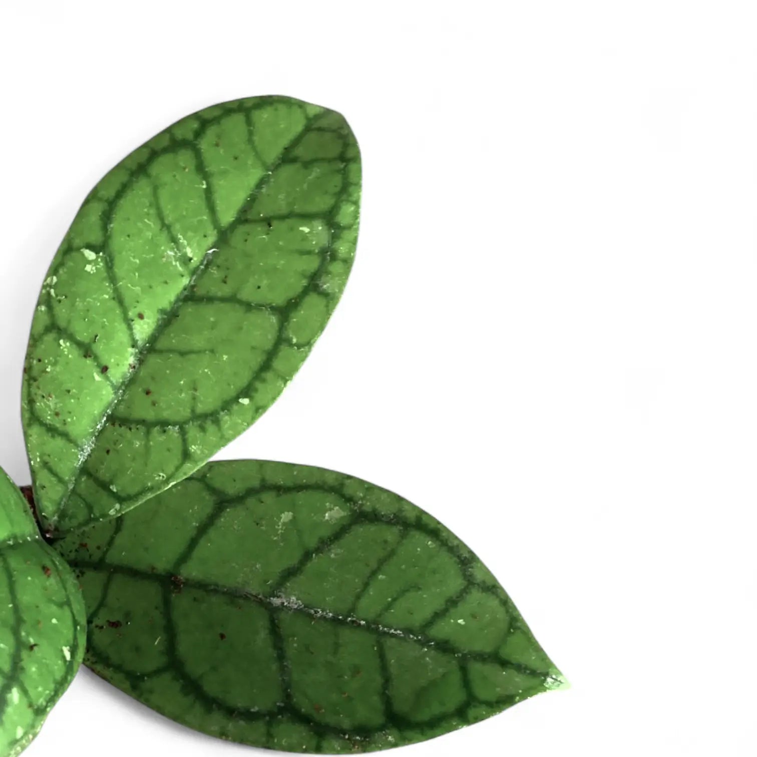 Hoya callistophylla 'Vena' (aka sp. Sekadau Borneo) Zimmerpflanze im Anzuchttopf vor weißem Hintergrund, Produktfoto 4.