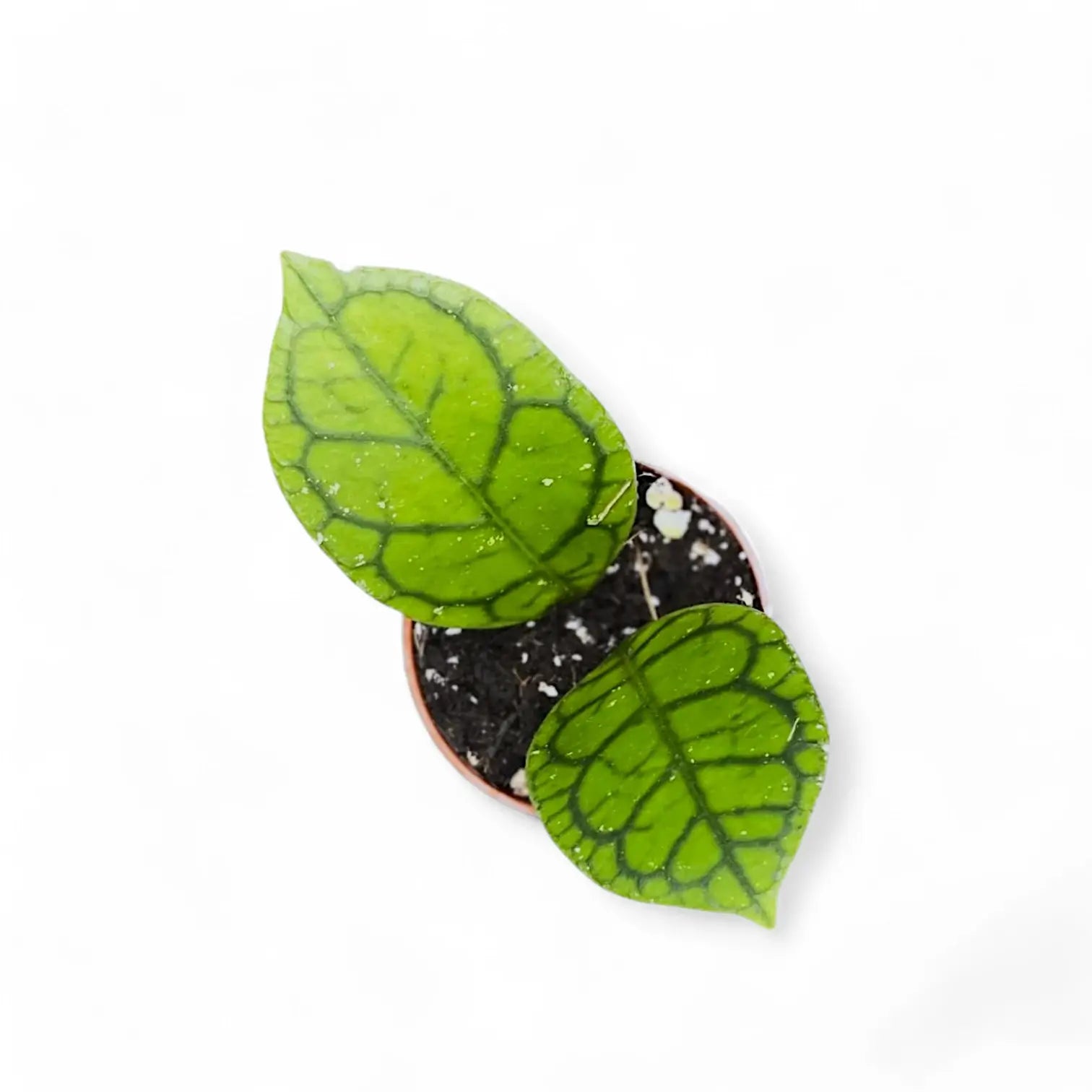 Hoya callistophylla 'Vena' (aka sp. Sekadau Borneo) Zimmerpflanze im Anzuchttopf vor weißem Hintergrund, Produktfoto 5.