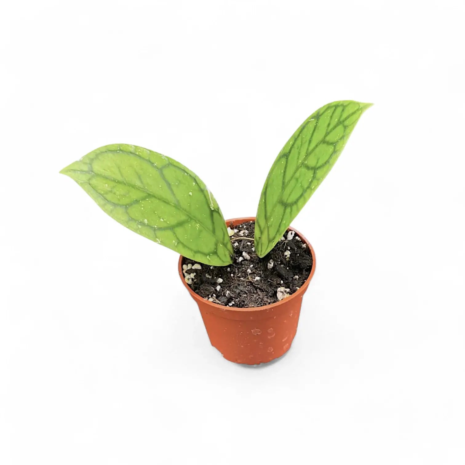 Hoya callistophylla 'Vena' (aka sp. Sekadau Borneo) Zimmerpflanze im Anzuchttopf vor weißem Hintergrund, Produktfoto 6.