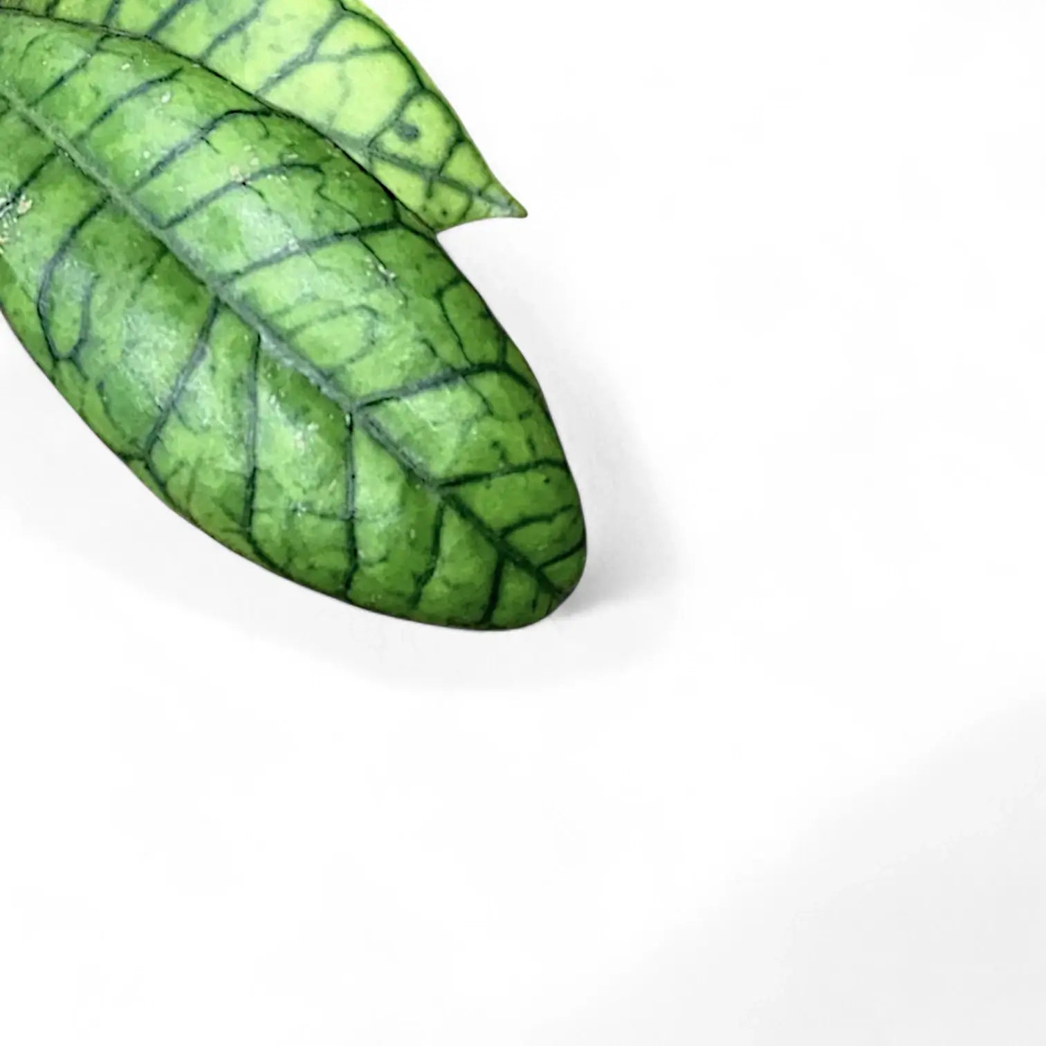 Hoya callistophylla sp. Kalimantan – Blattdetail vor weißem Hintergrund..