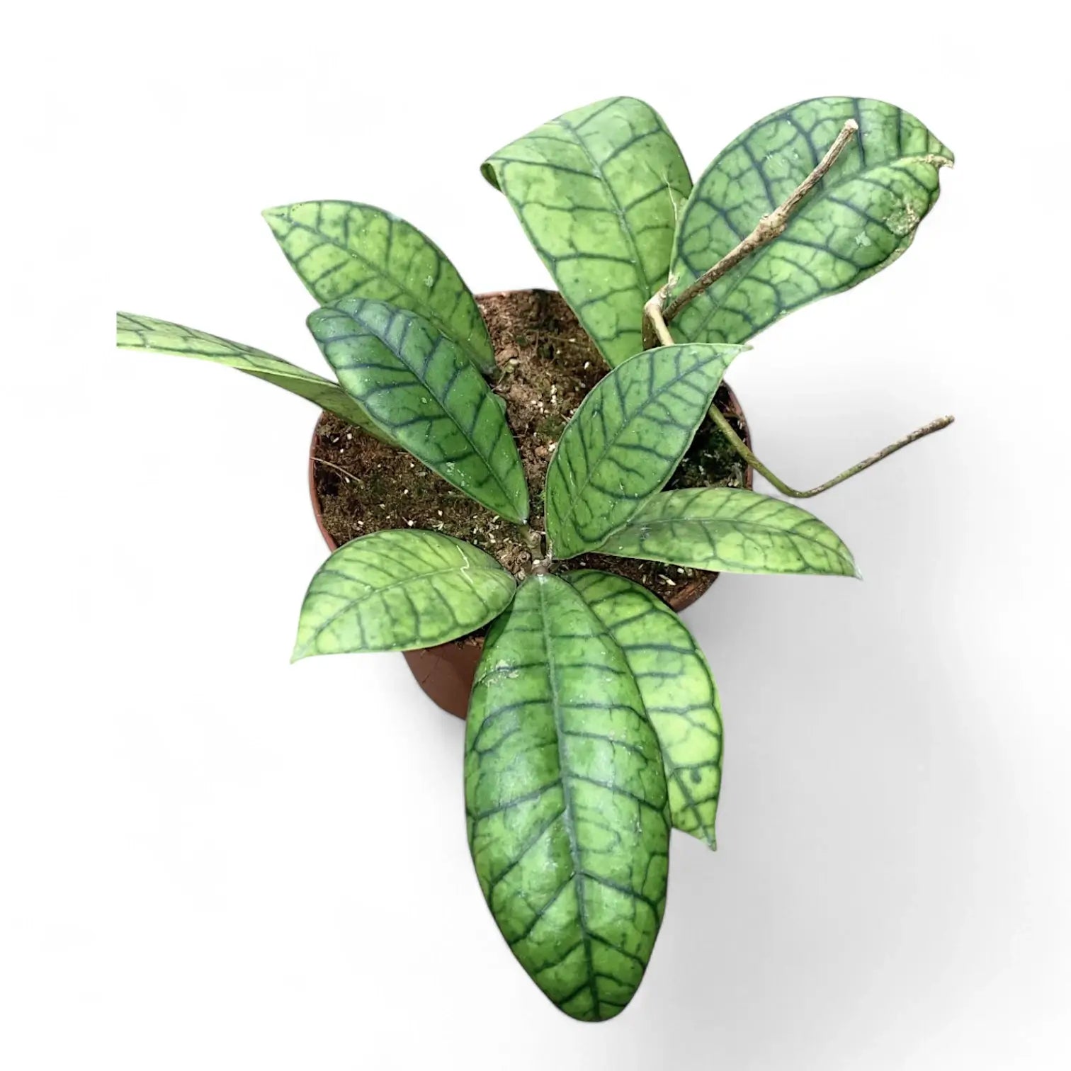 Hoya callistophylla sp. Kalimantan Zimmerpflanze im Anzuchttopf vor weißem Hintergrund, Produktfoto 2.