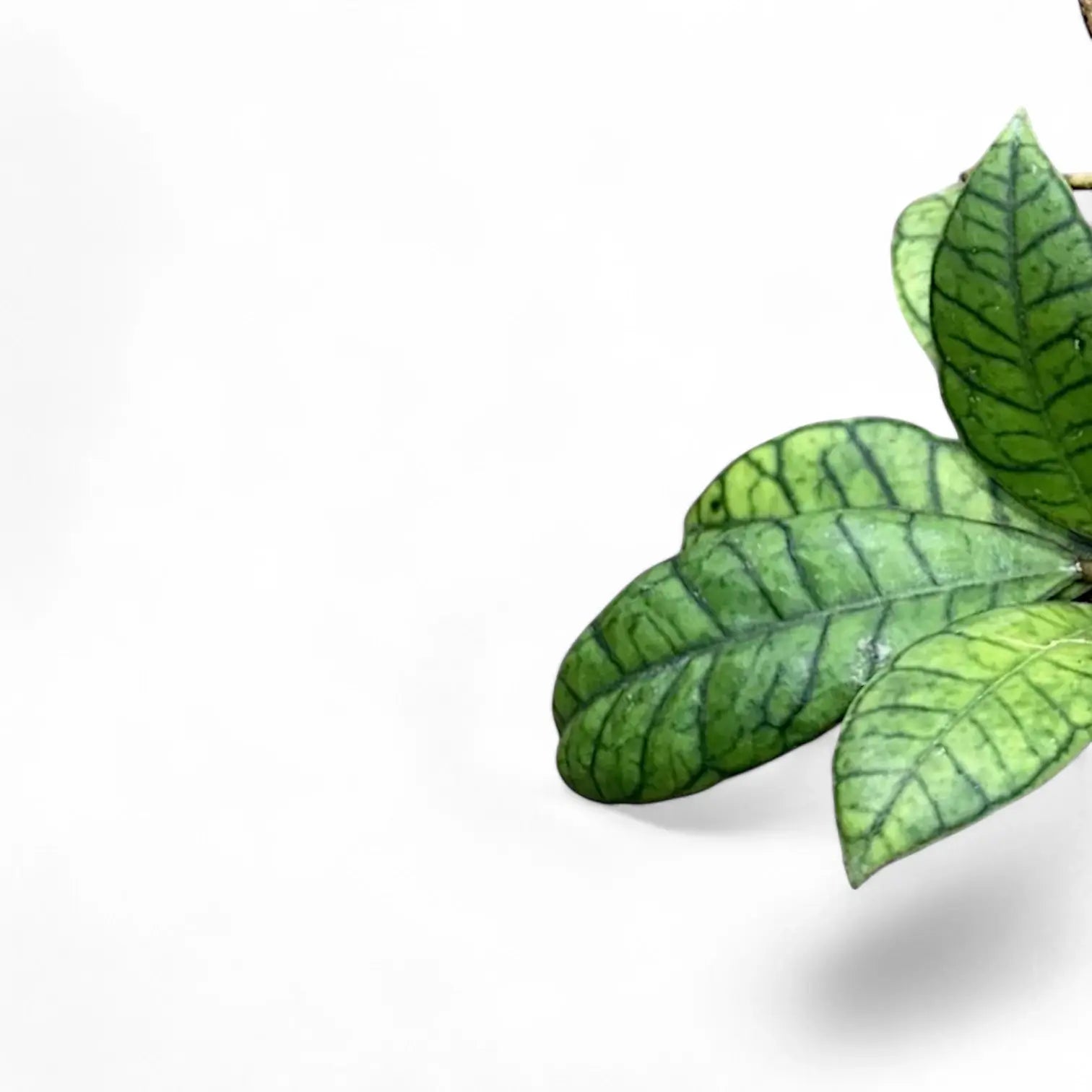 Hoya callistophylla sp. Kalimantan Zimmerpflanze im Anzuchttopf vor weißem Hintergrund, Produktfoto 4.