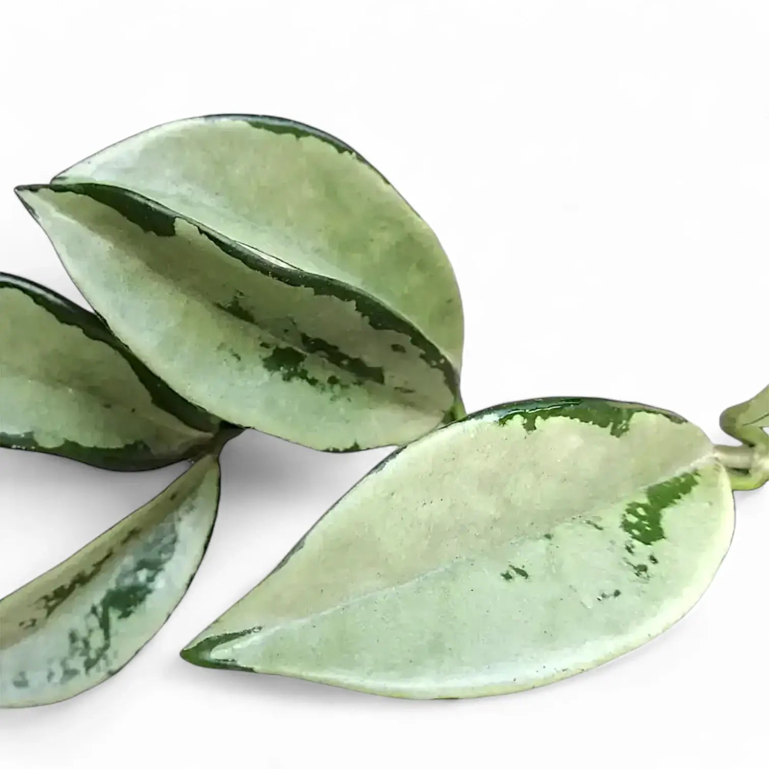 Hoya carnosa AH-074 'Silver Moon' – Blattdetail vor weißem Hintergrund..