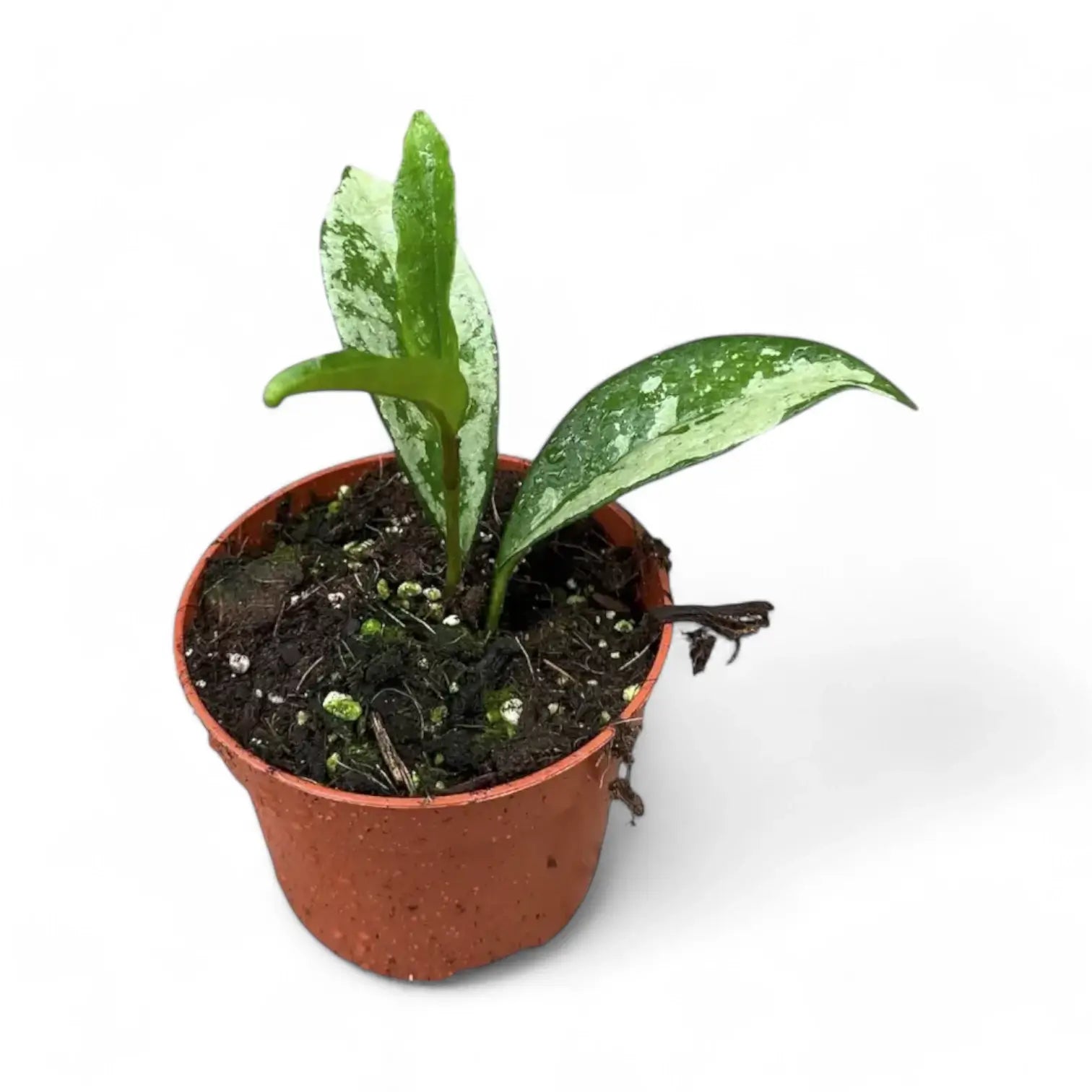 Hoya carnosa AH-074 'Silver Moon' Zimmerpflanze im Anzuchttopf vor weißem Hintergrund, Produktfoto 3.