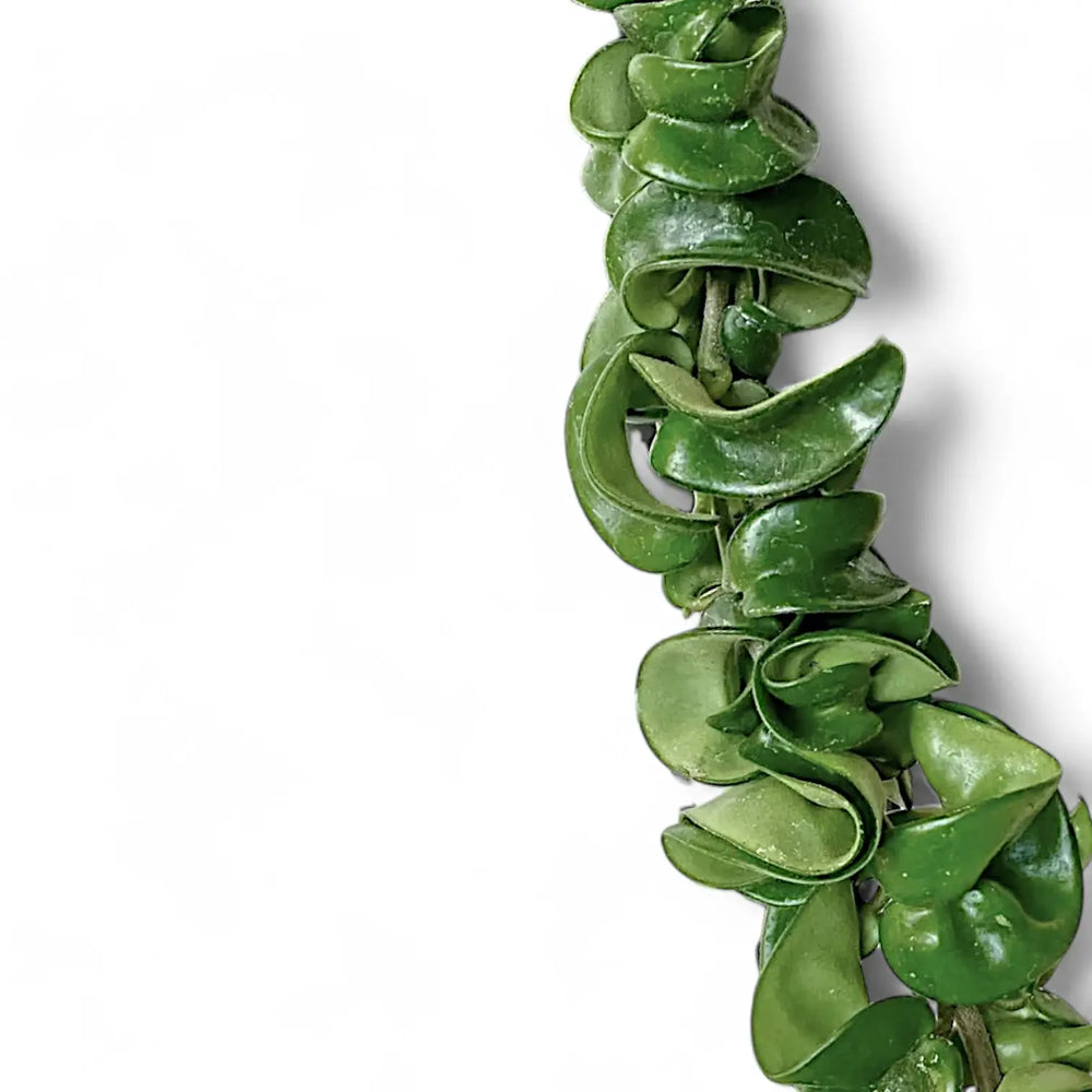 Hoya carnosa 'Compacta' – Blatt-Detailaufnahme auf weißem Hintergrund.