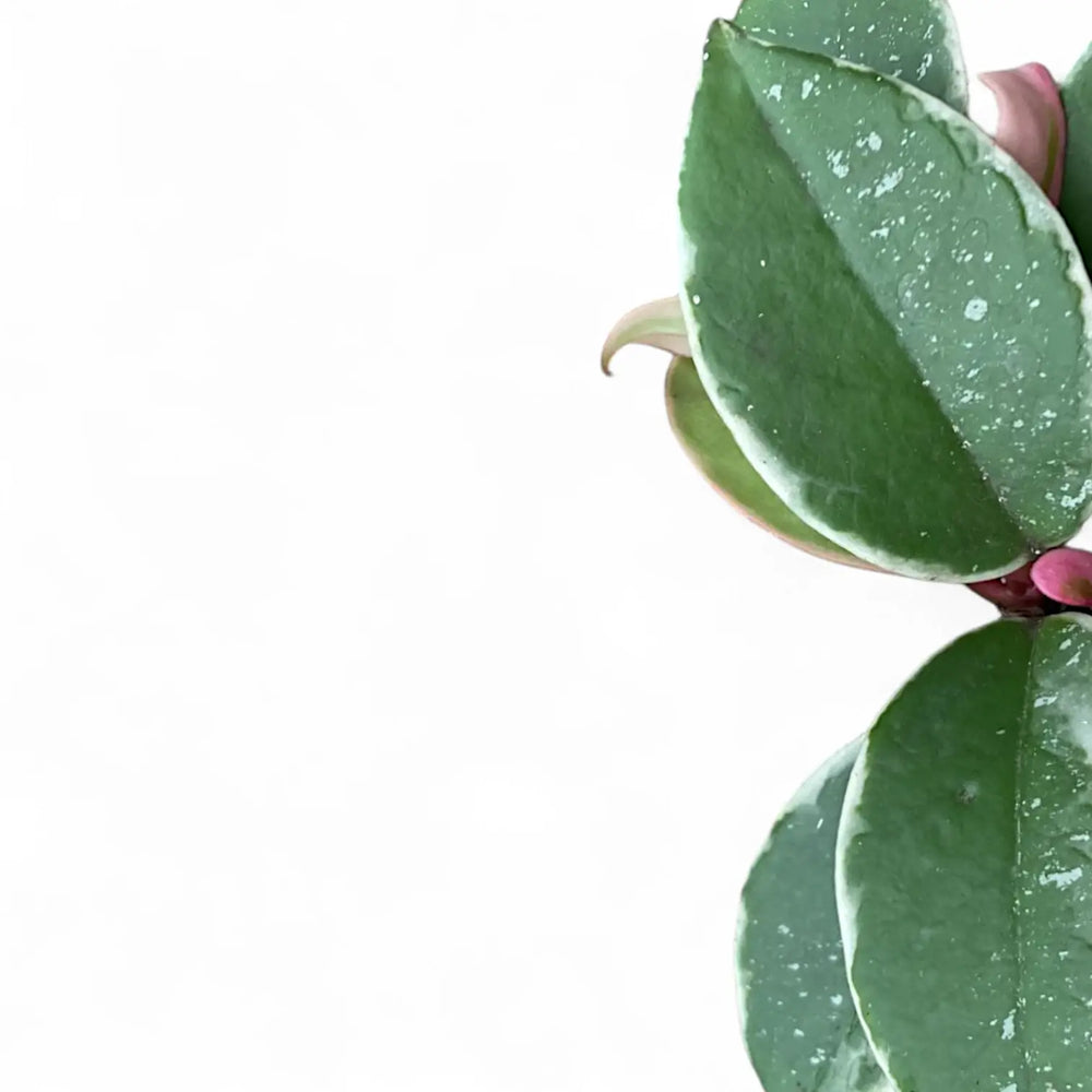 Hoya carnosa 'Krimson Queen Splash' – Blattdetail vor weißem Hintergrund..